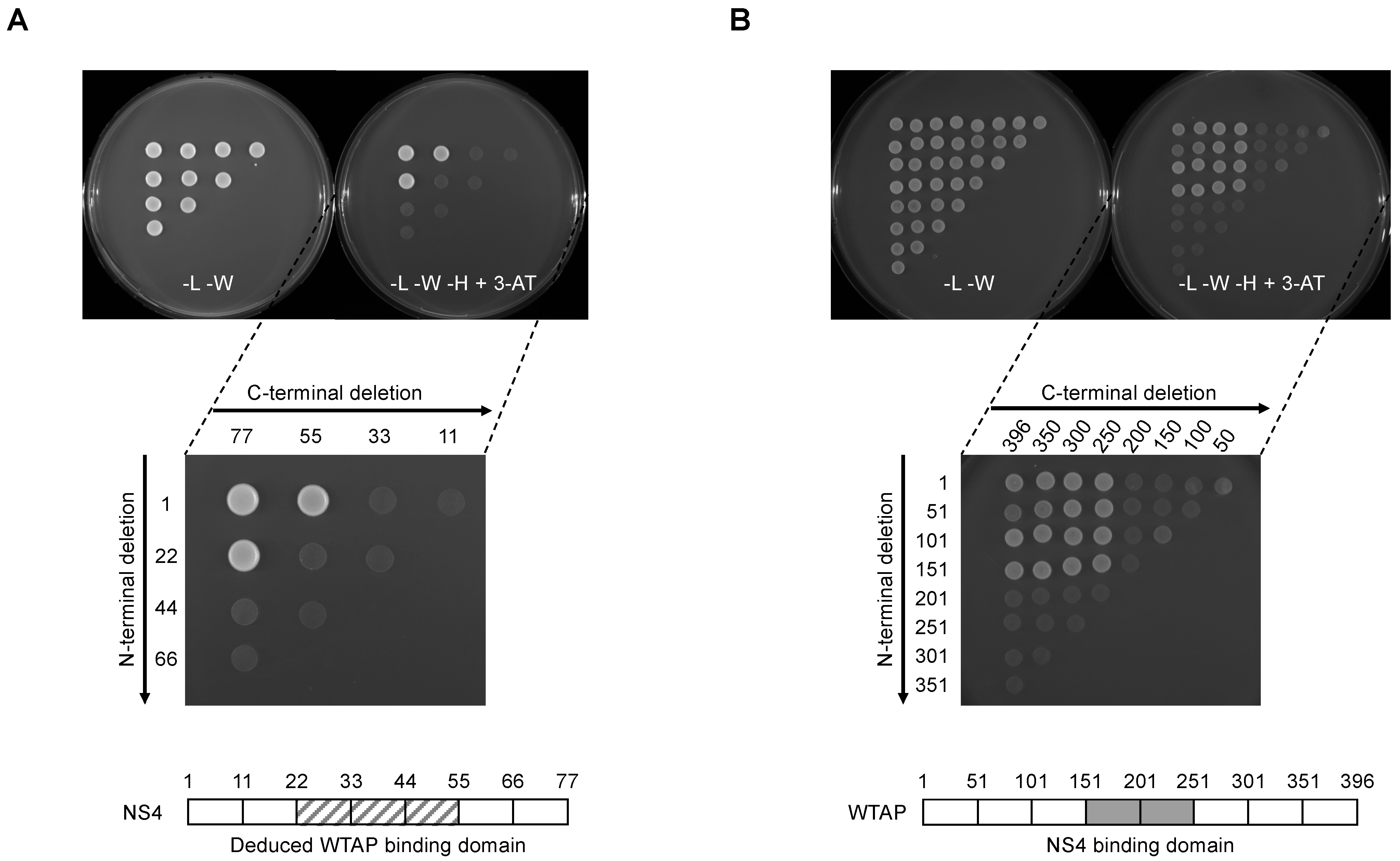 Viruses 14 00182 g004