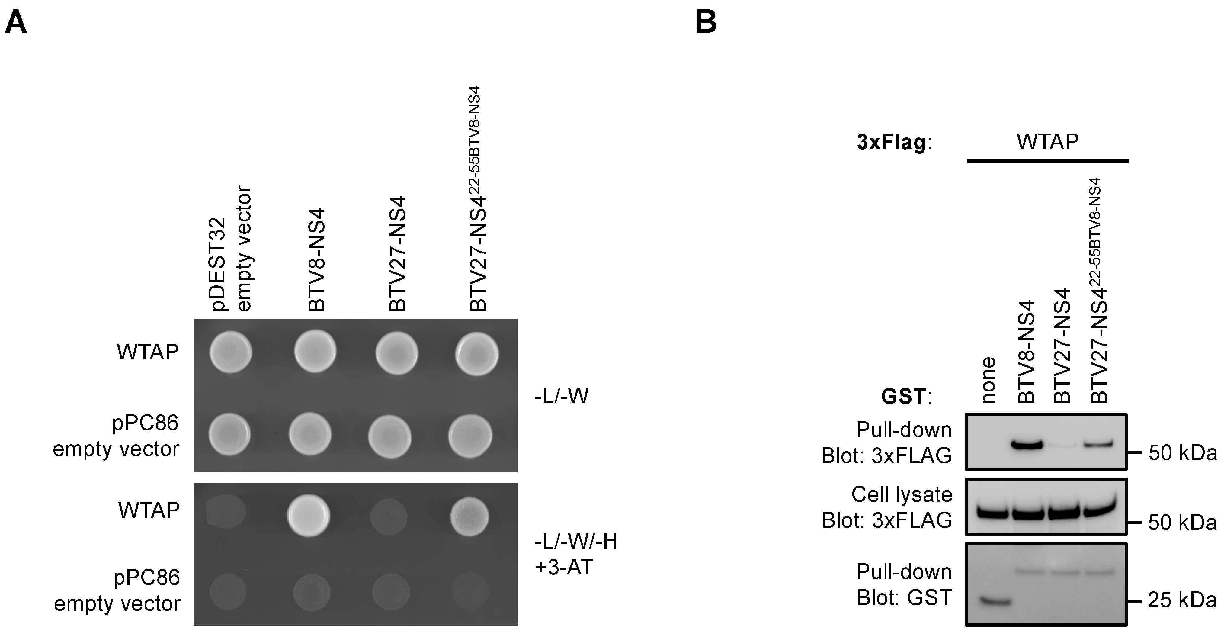 Viruses 14 00182 g005