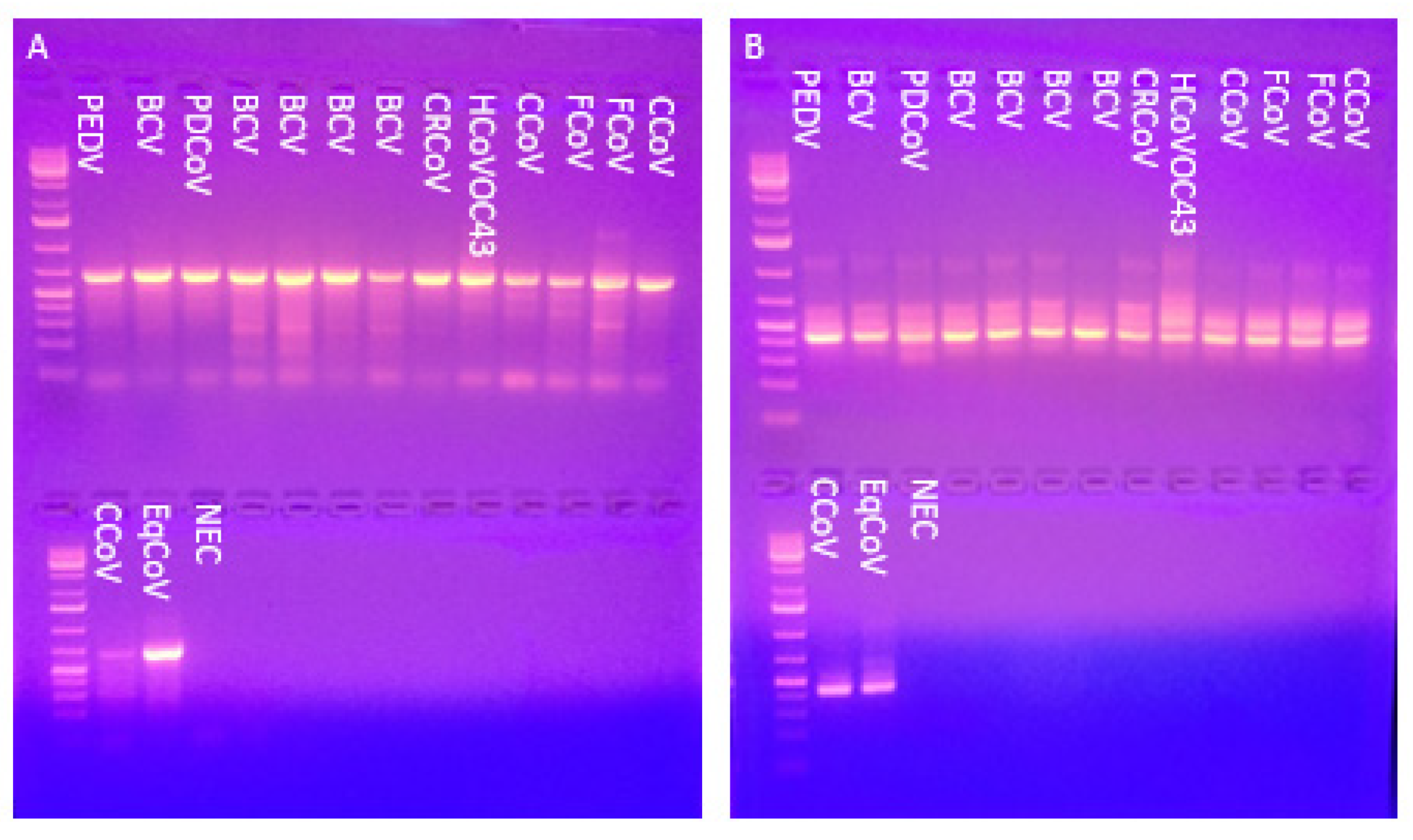Viruses 14 00184 g001