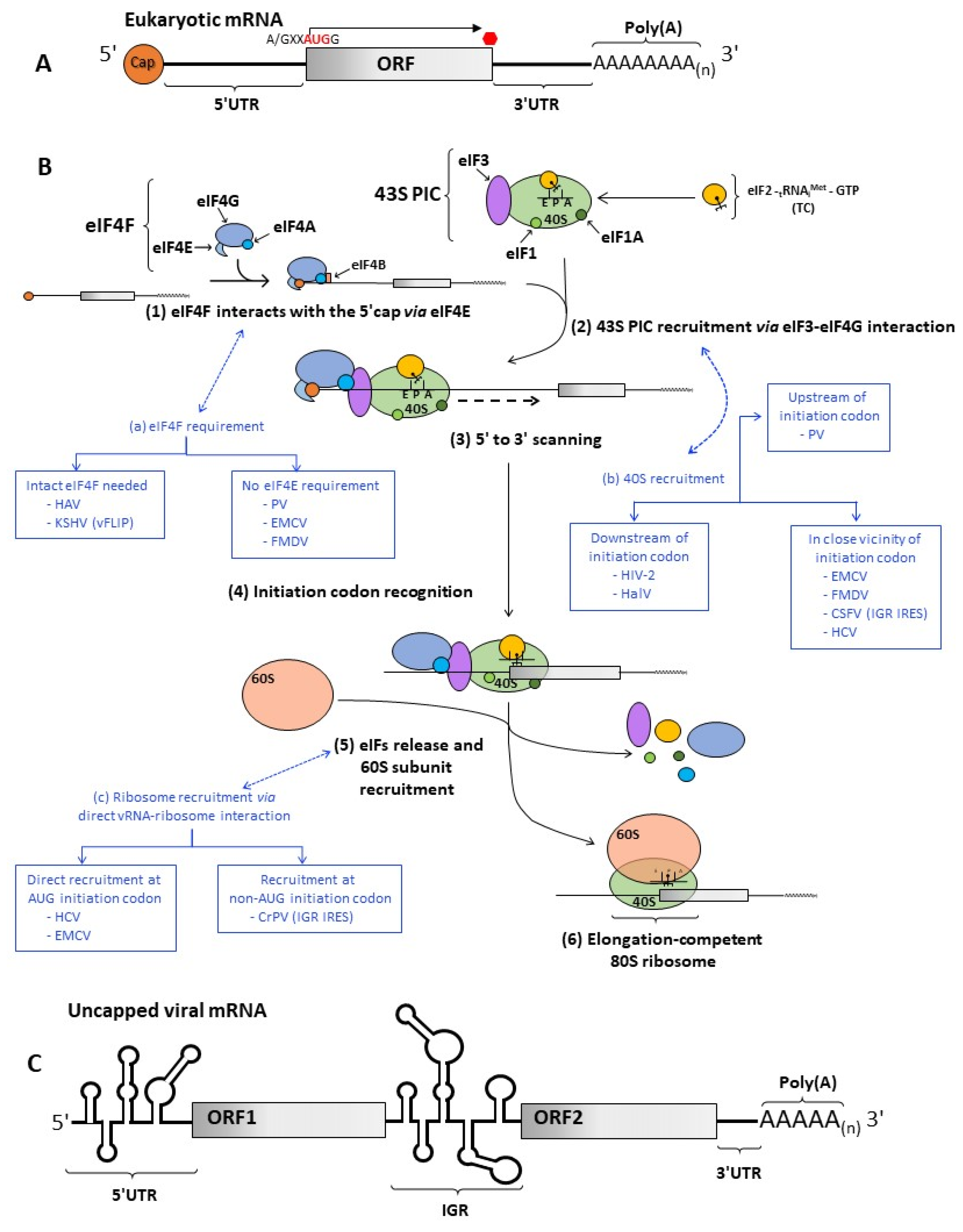 Viruses Free Full Text Rna Binding Proteins As Regulators Of Internal Initiation Of Viral Mrna Translation Html