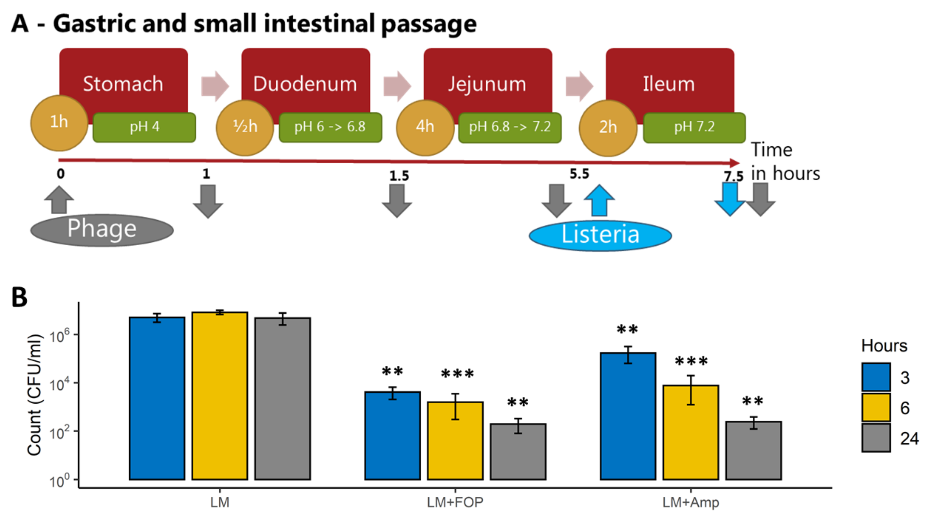 Viruses 14 00190 g002 550