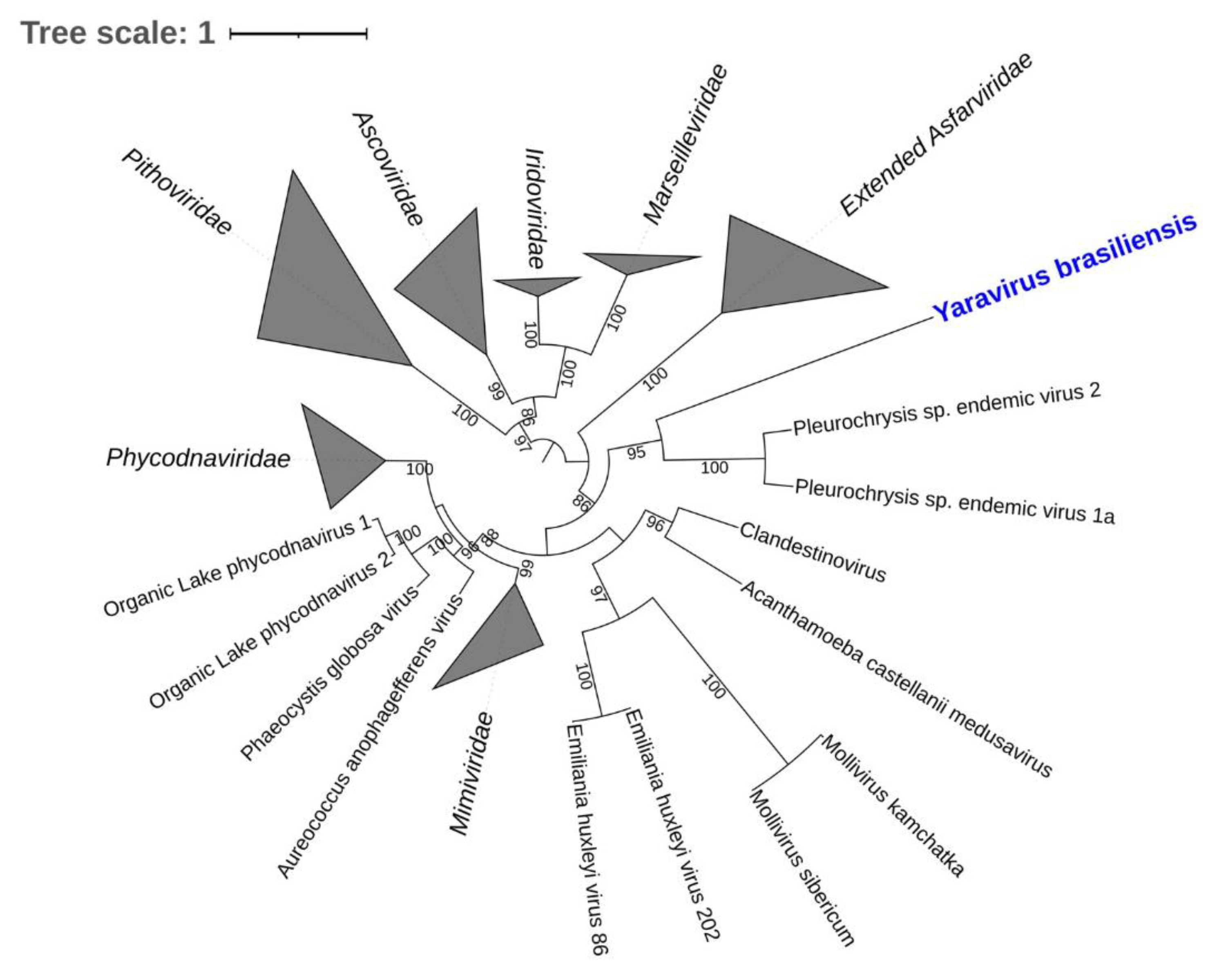 Viruses 14 00191 g004 Viruses 14 00191 g004