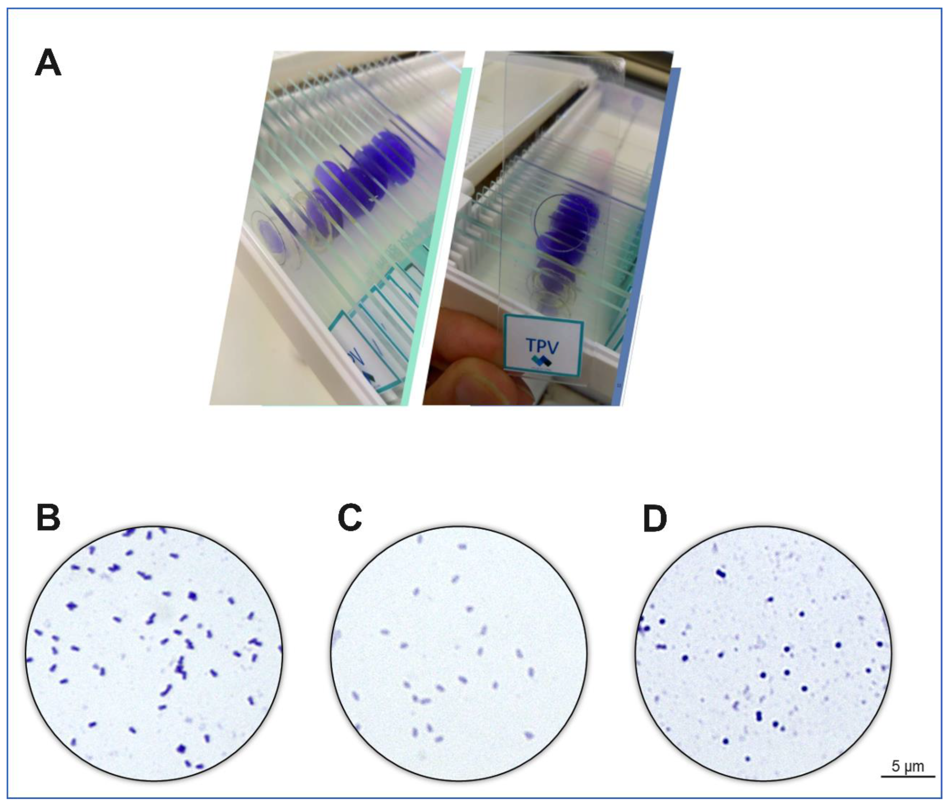 Viruses 14 00191 g006 Viruses 14 00191 g006