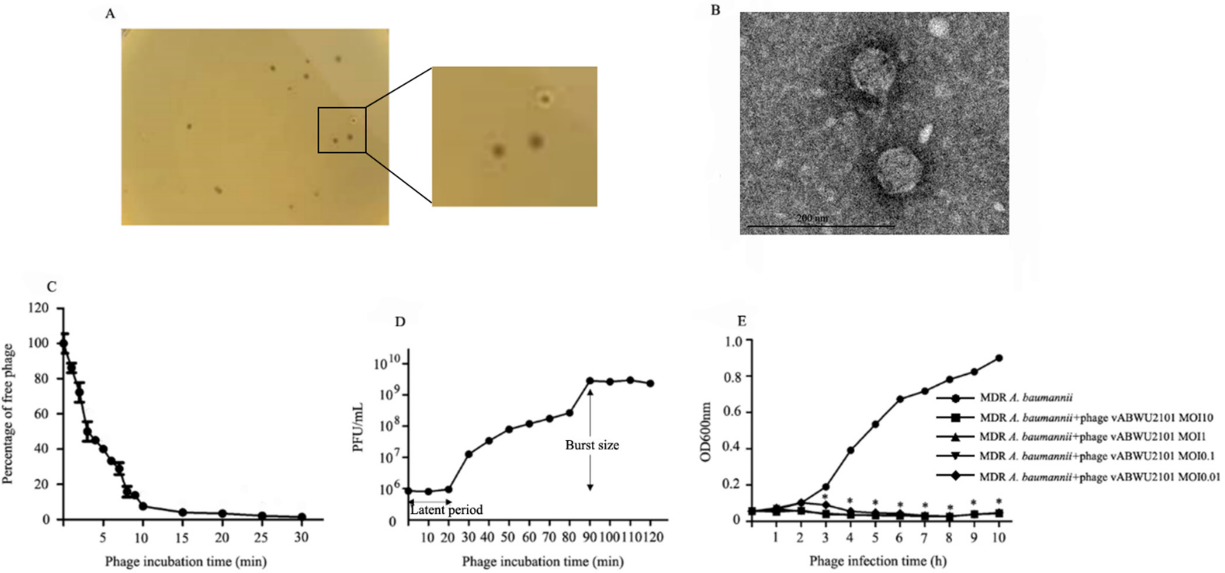 Viruses 14 00194 g001