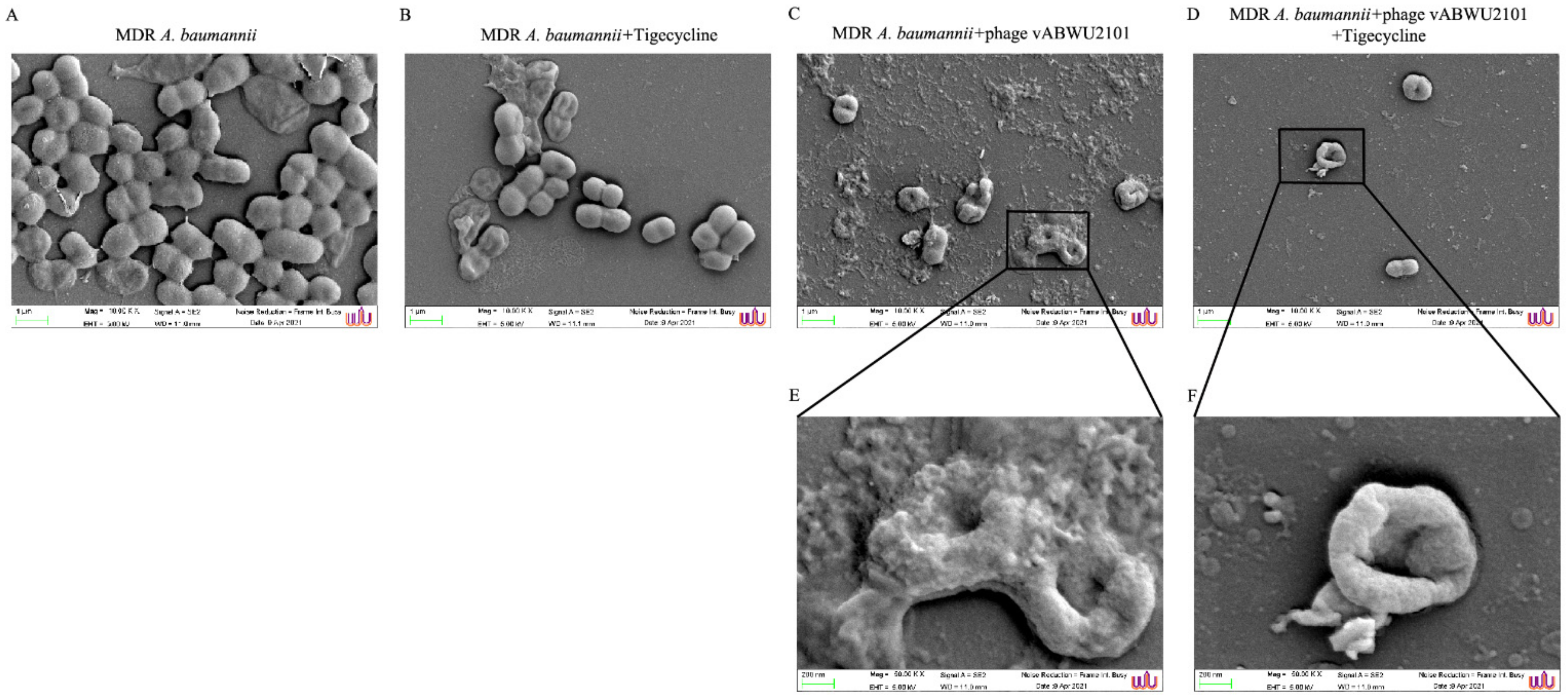 Viruses 14 00194 g010