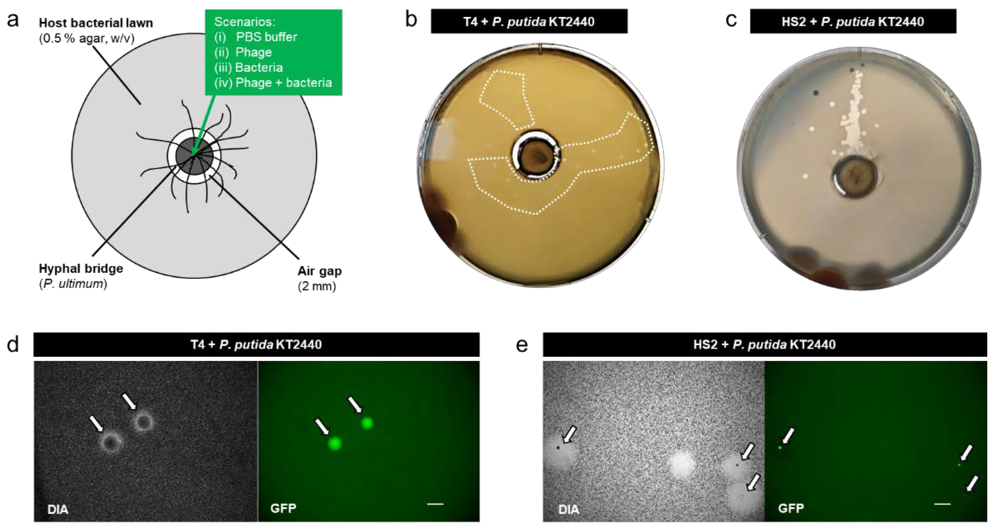 Viruses 14 00195 g001