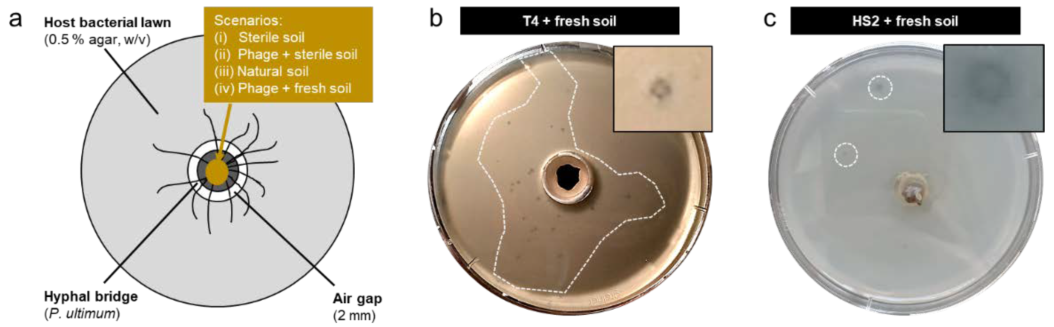 Viruses 14 00195 g002