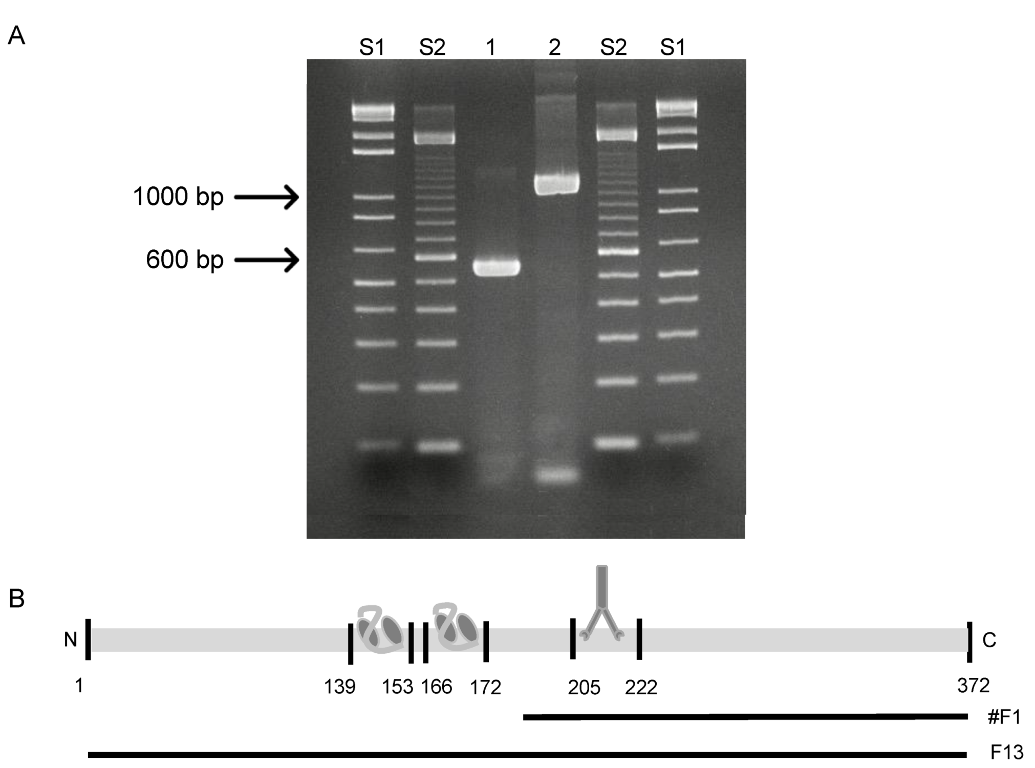 Viruses 14 00197 g006