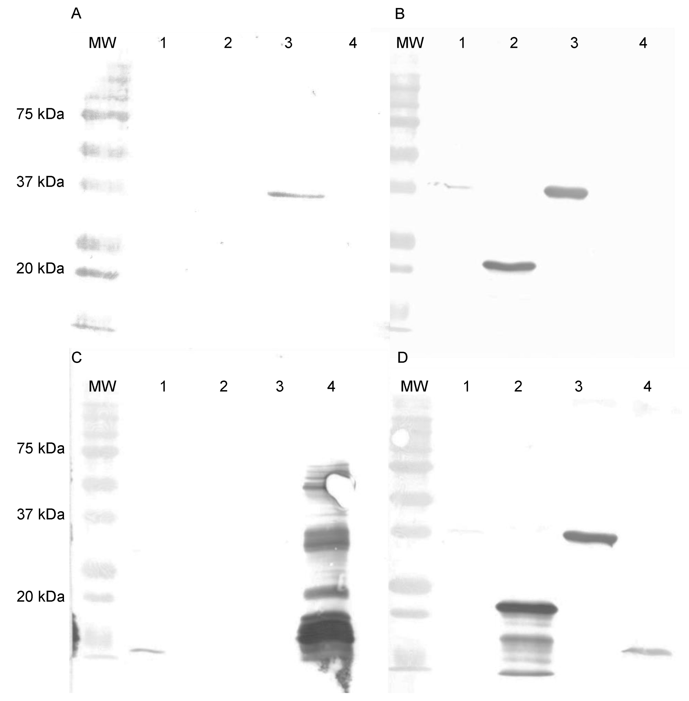 Viruses 14 00197 g007