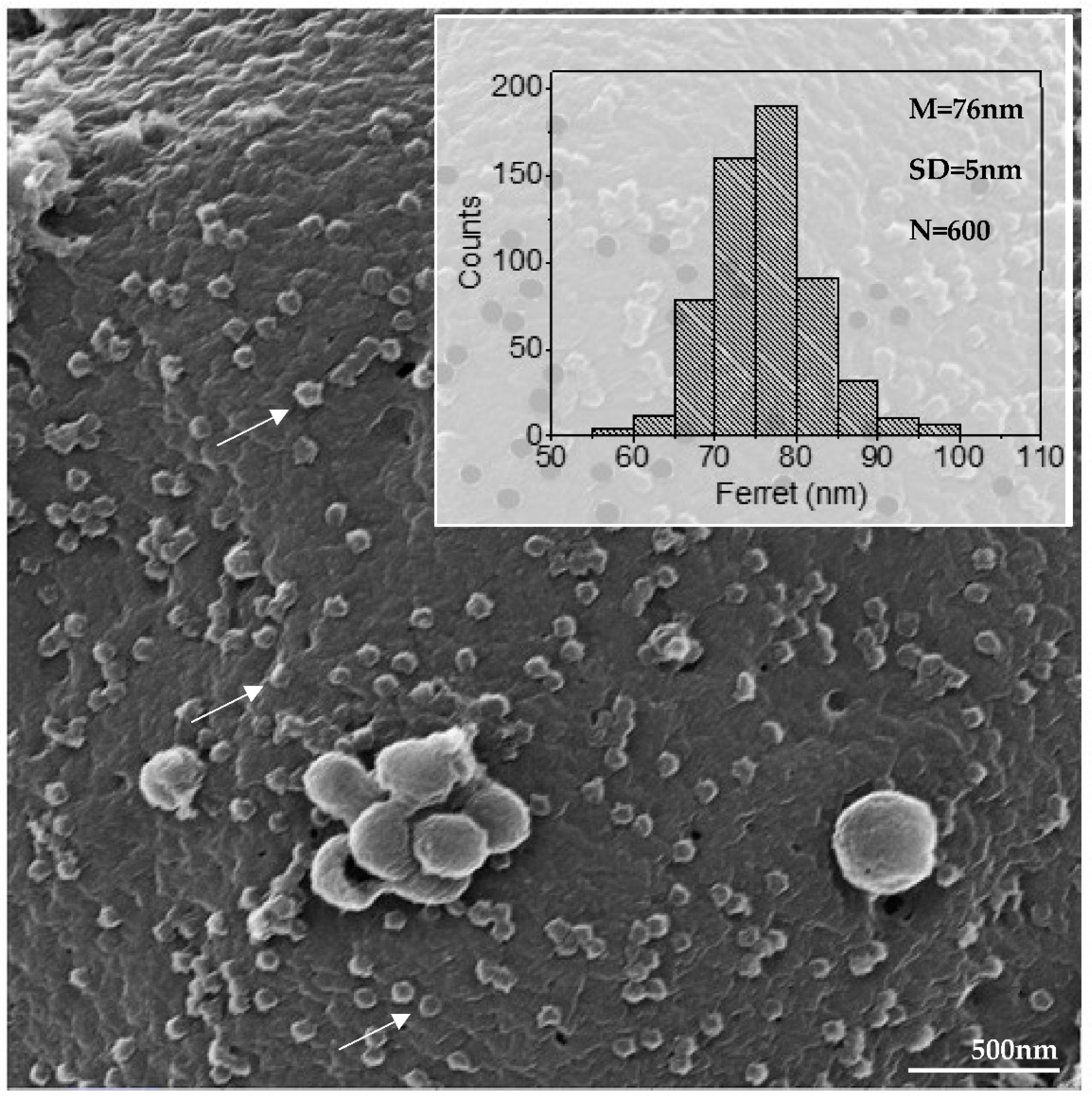 Viruses 14 00201 g005 550