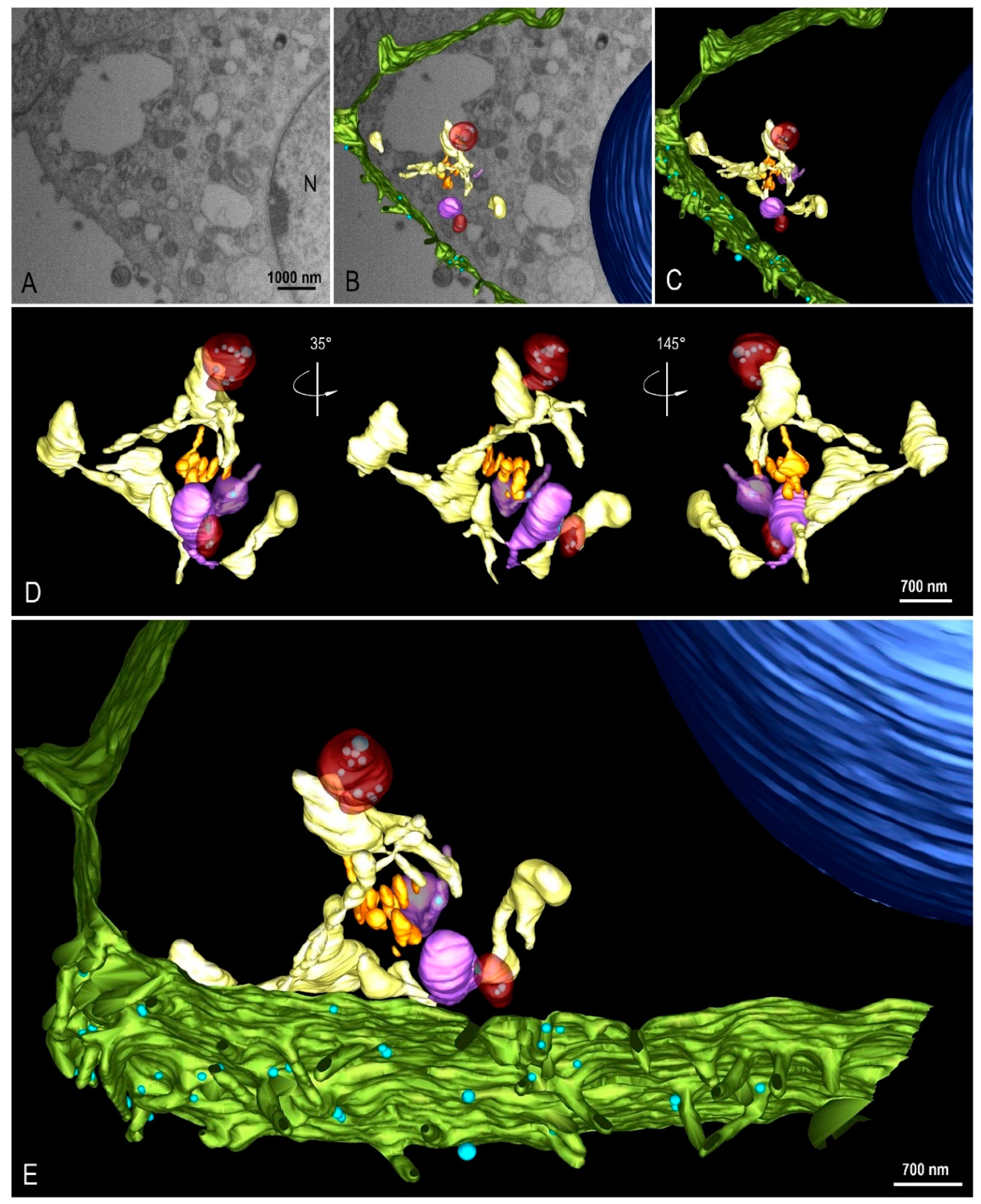 Viruses 14 00201 g008 550