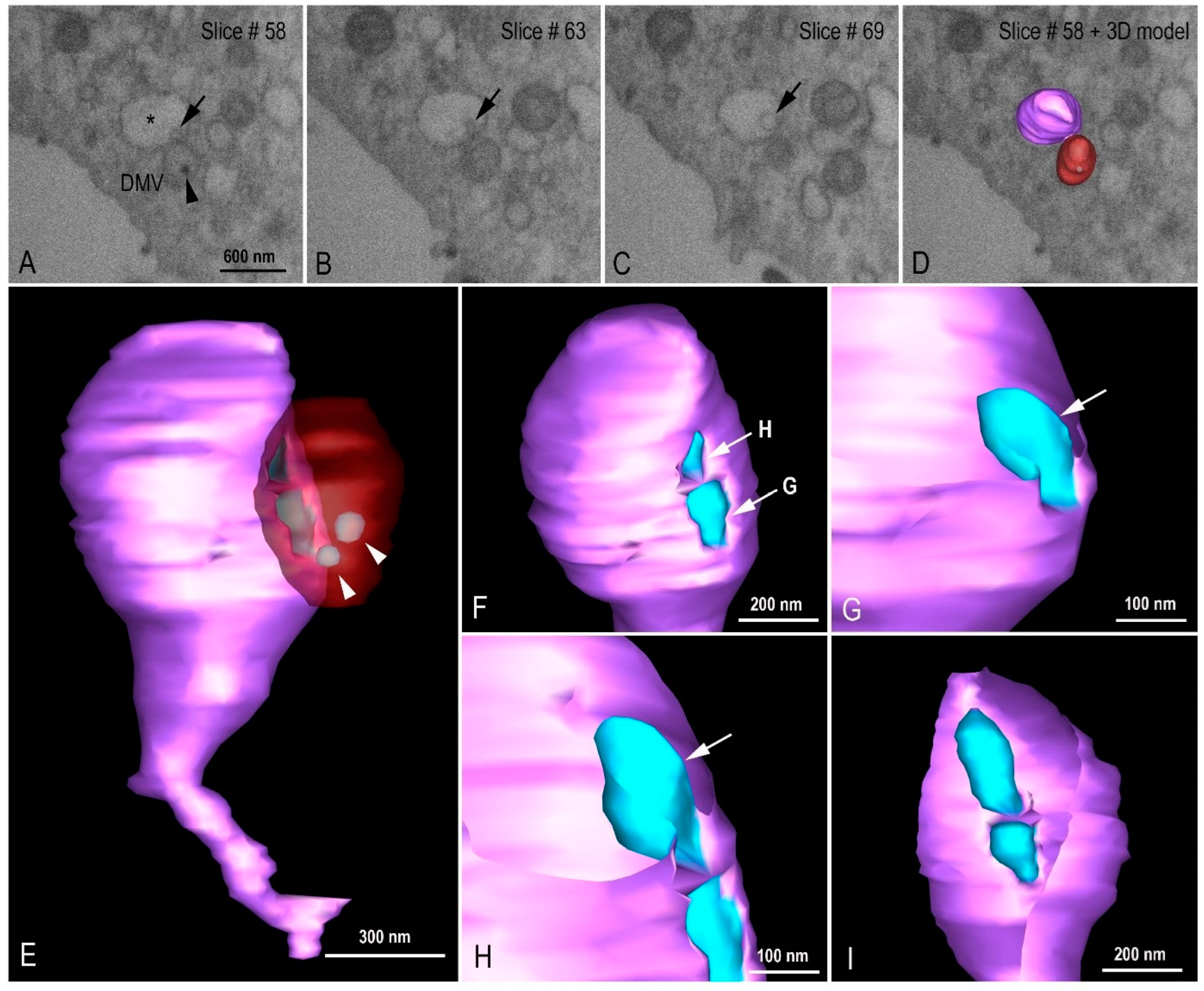 Viruses 14 00201 g010 550