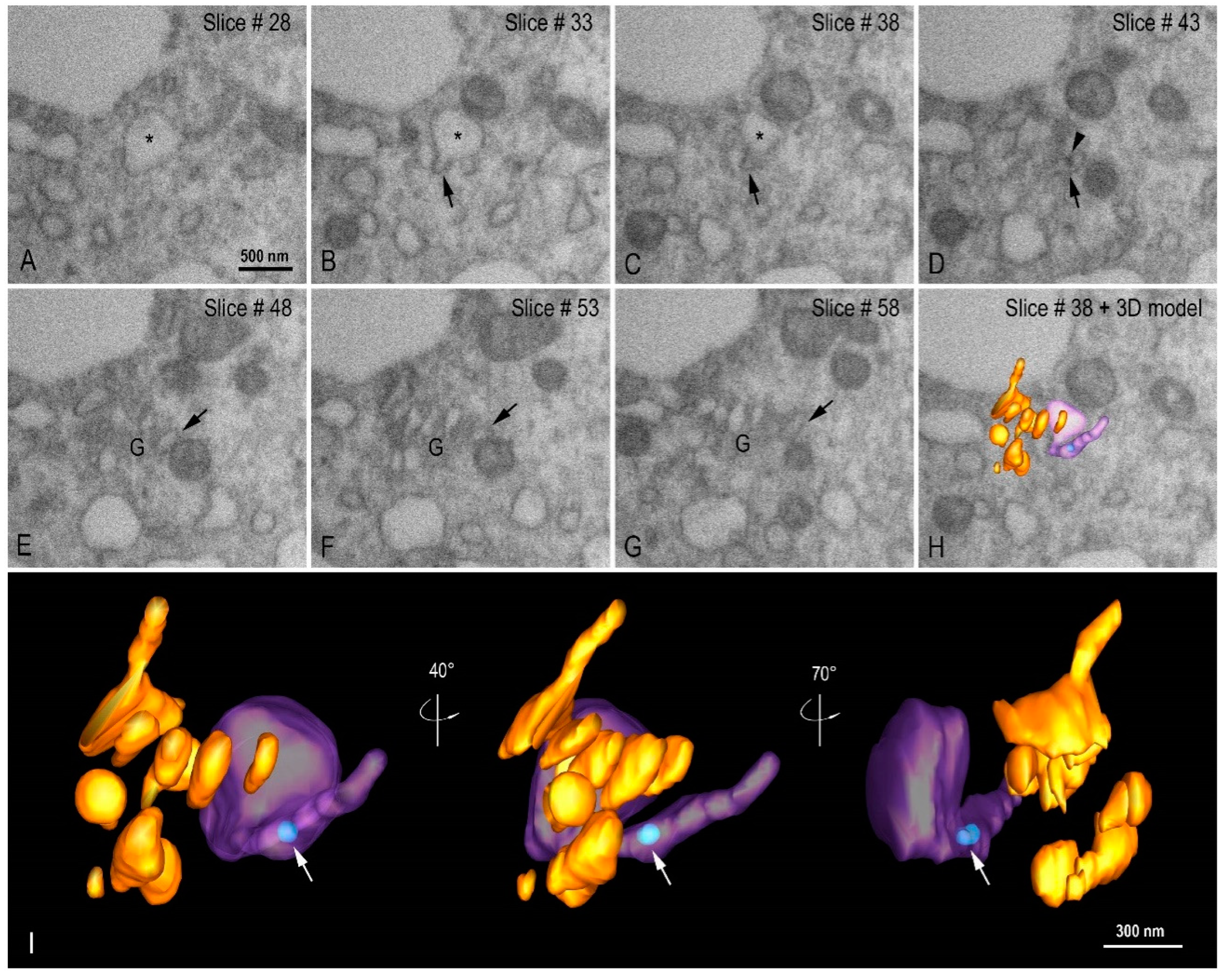 Viruses 14 00201 g011 550