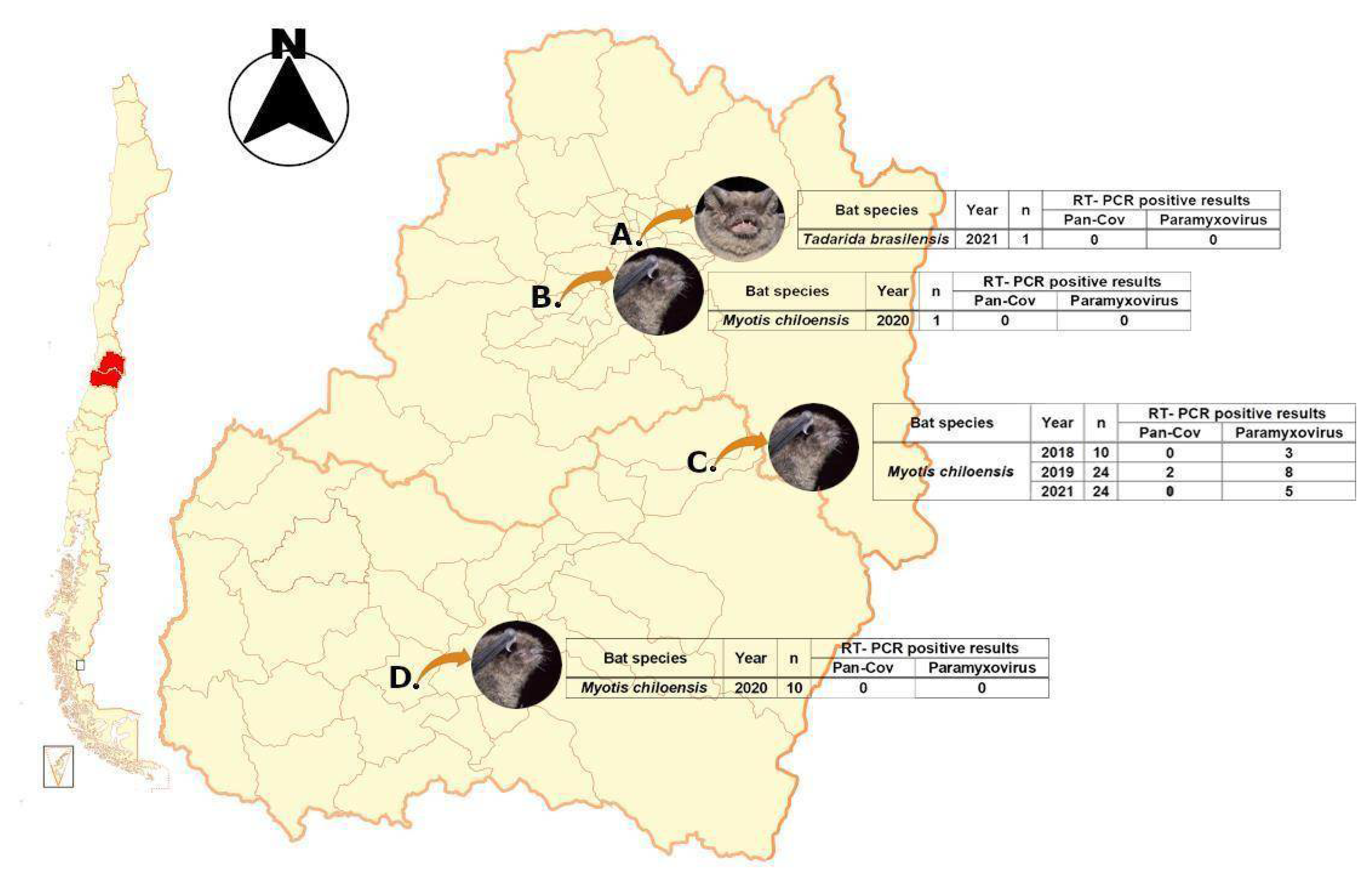 Viruses 14 00202 g001