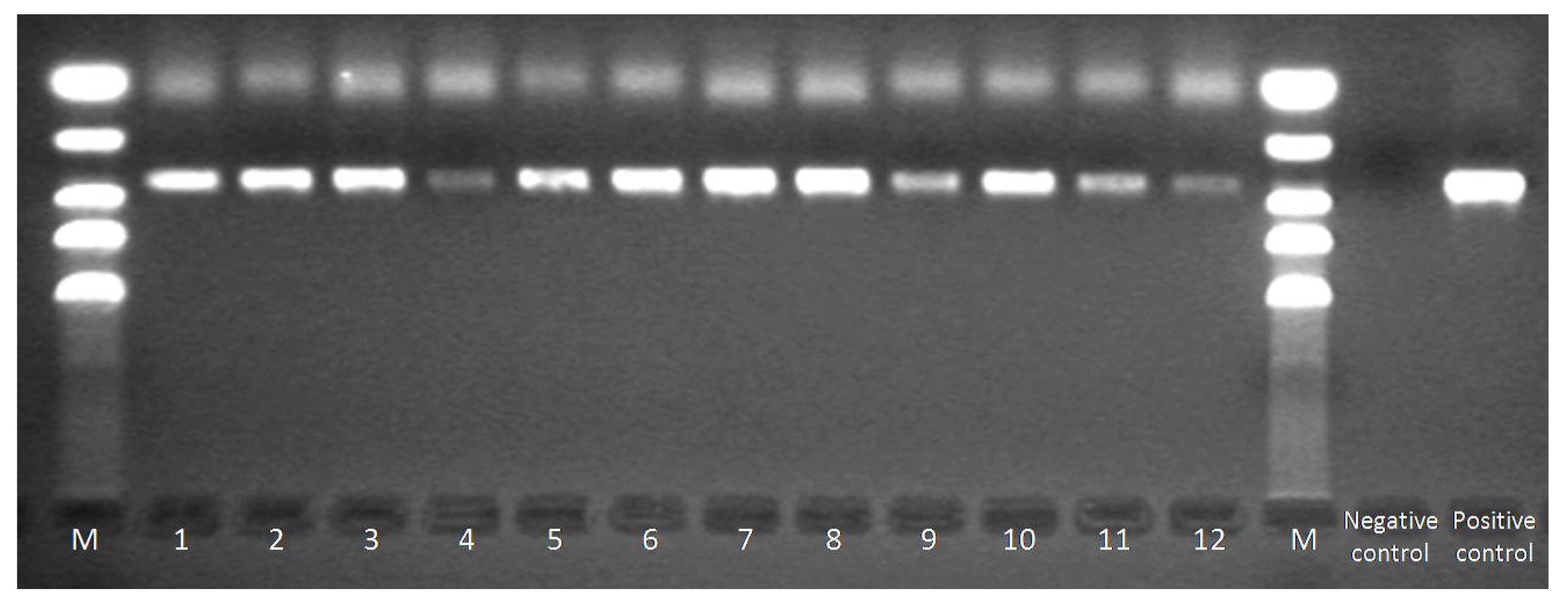 Viruses 14 00209 g002 Viruses 14 00209 g002