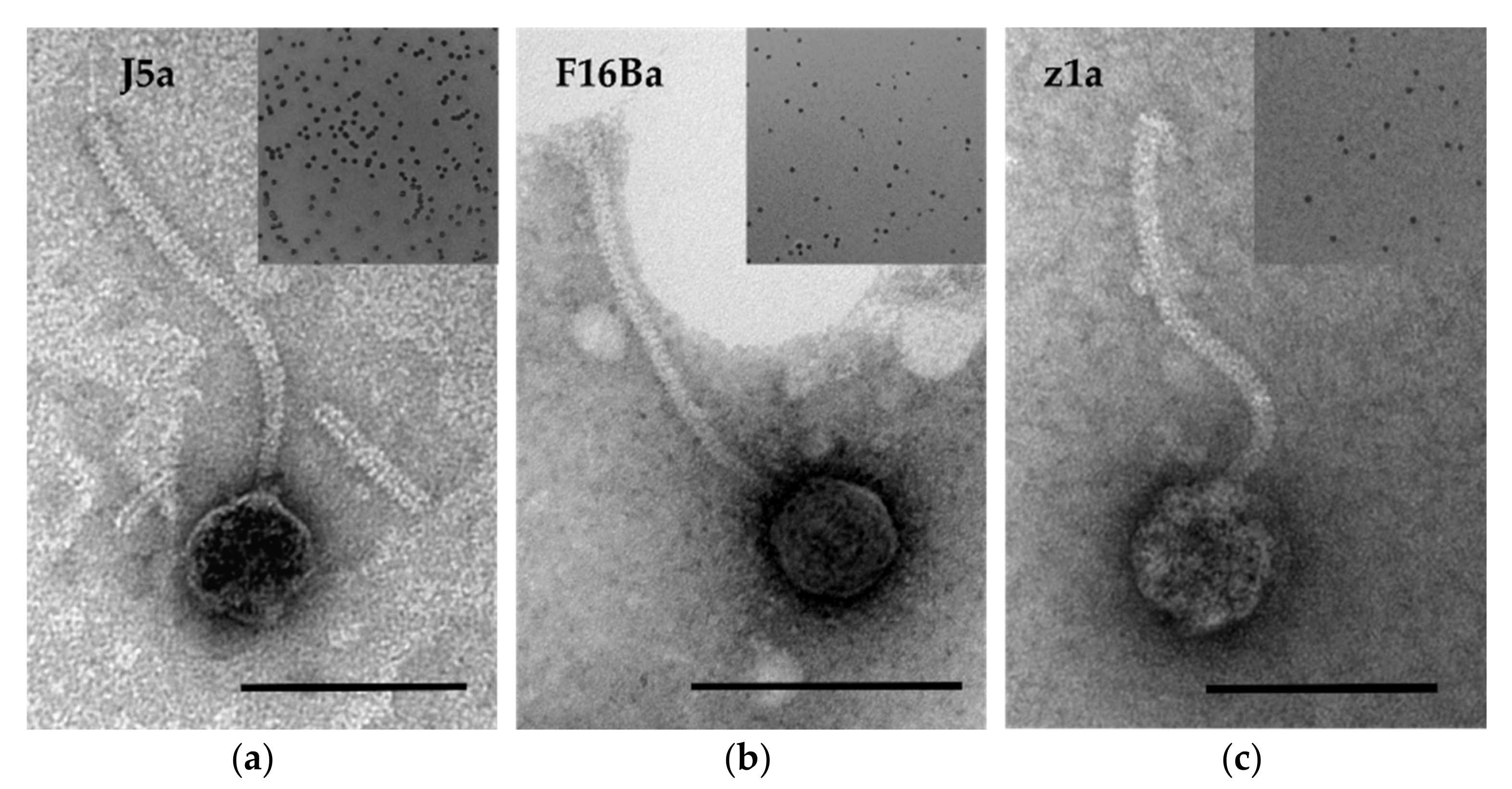 Viruses 14 00213 g001