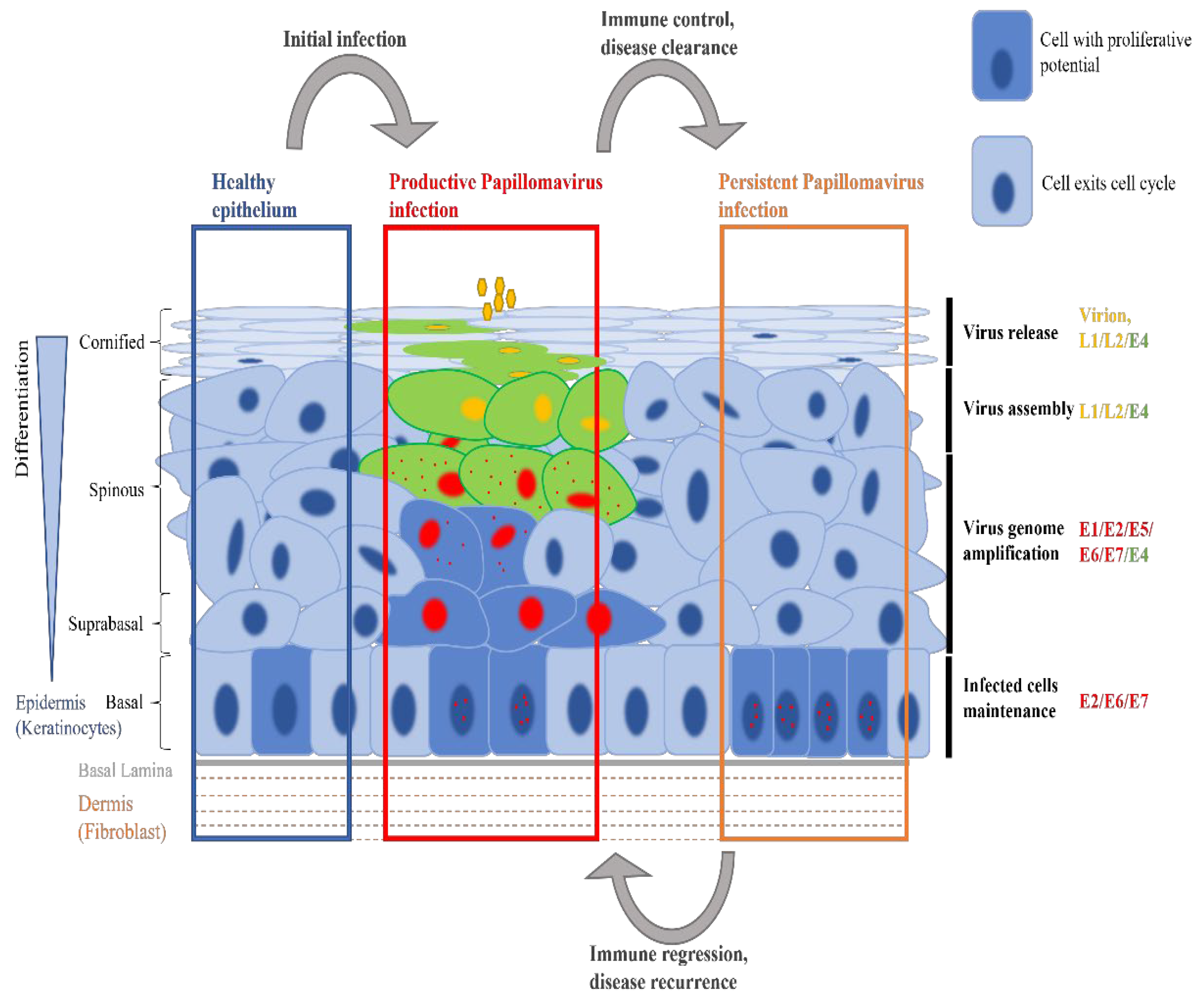 Viruses 14 00214 g001