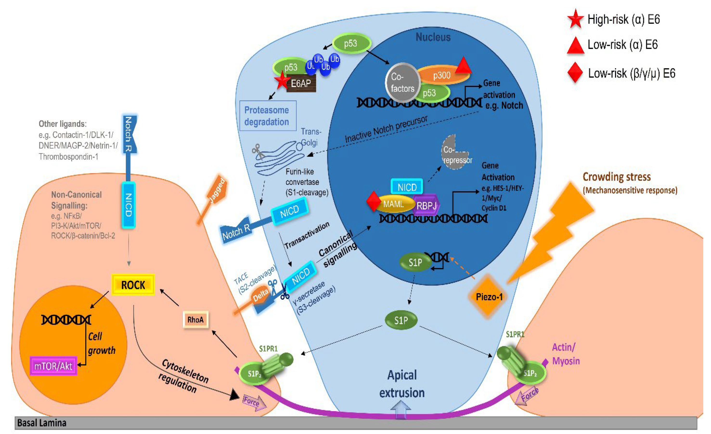 Viruses 14 00214 g002