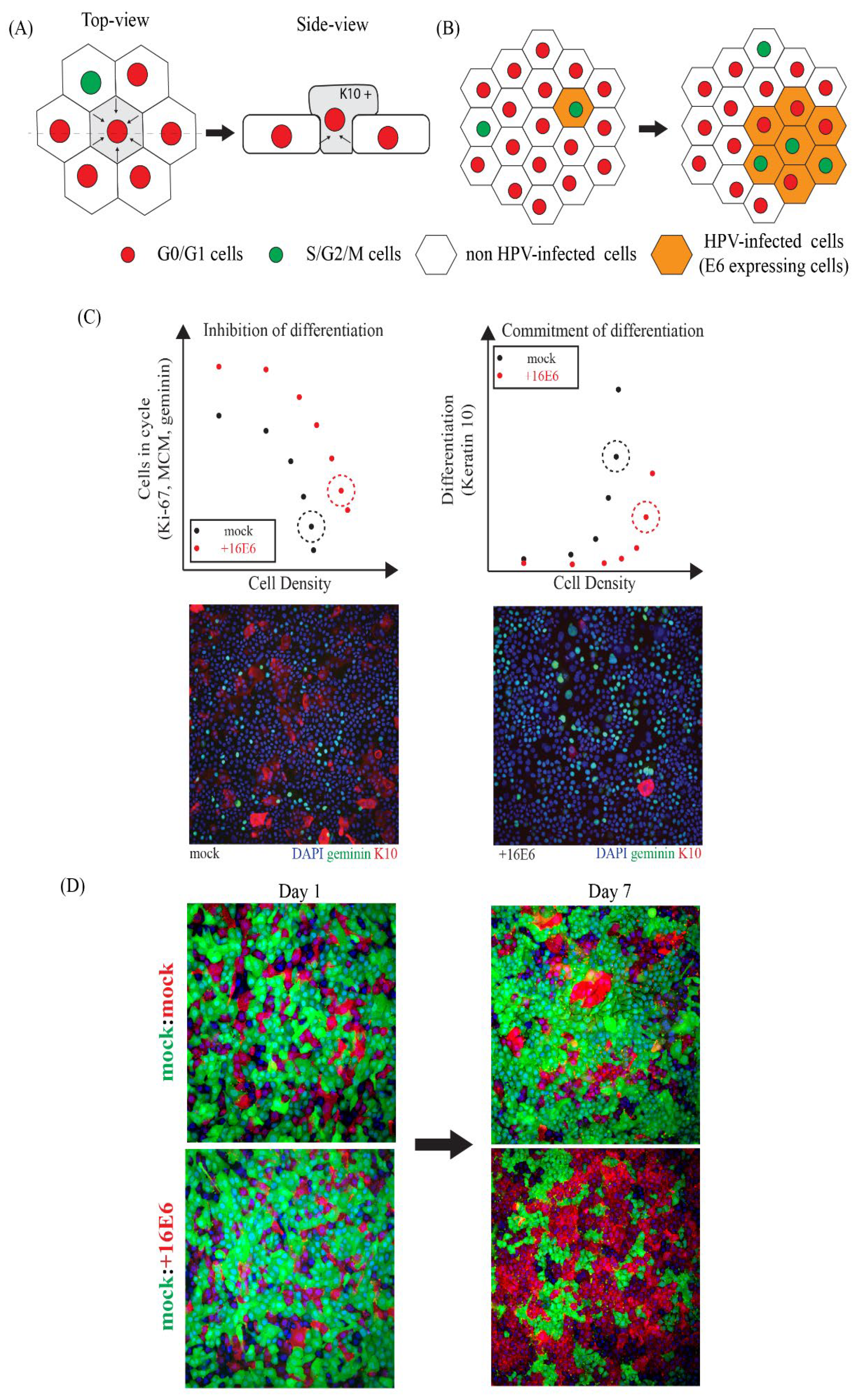 Viruses 14 00214 g003