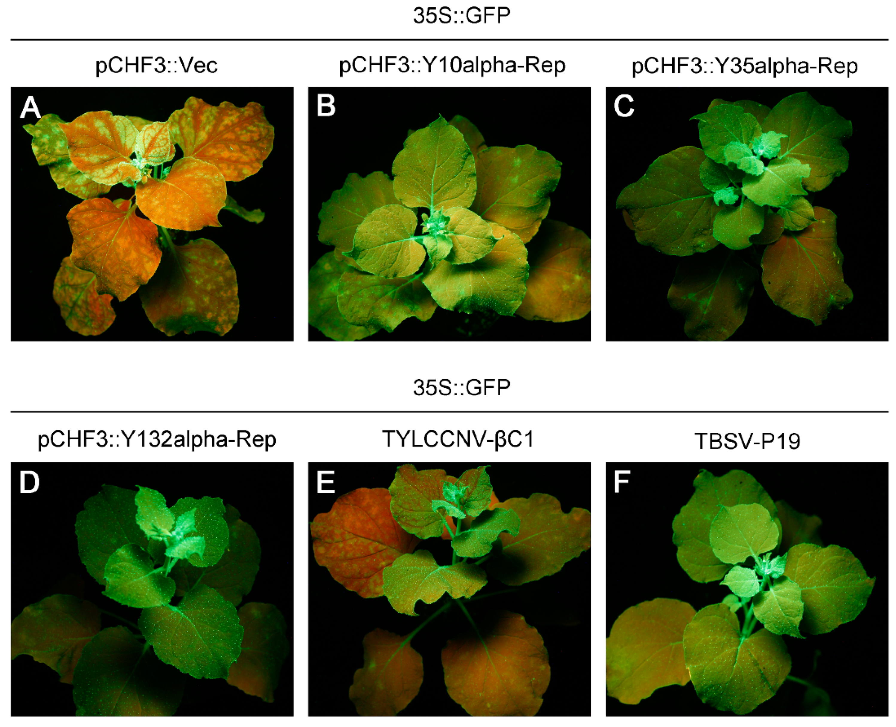 Viruses 14 00222 g003
