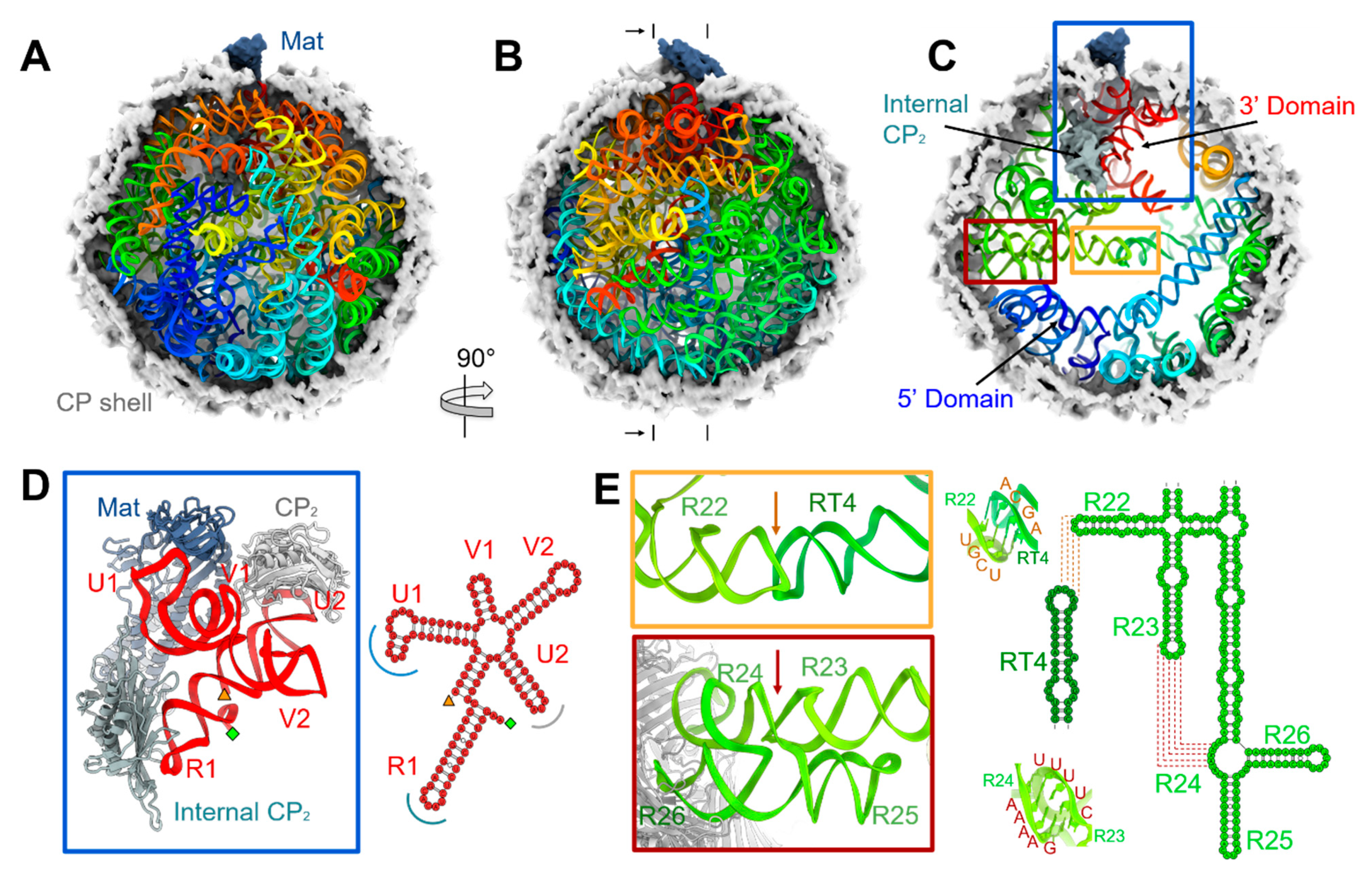 Viruses Free Full Text Structural Assembly Of Q Beta Virion And Its Diverse Forms Of Virus Like Particles Html