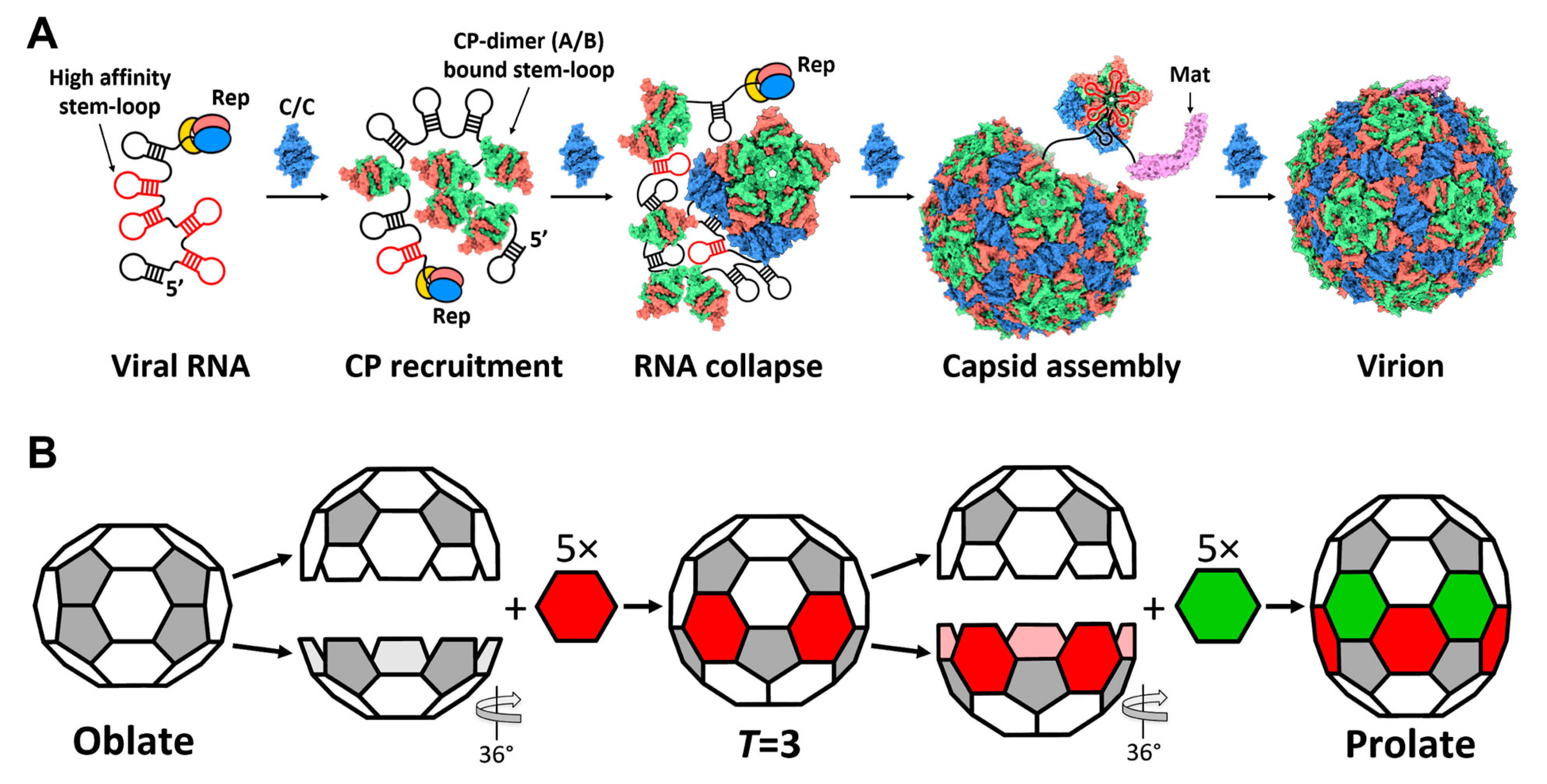 Viruses 14 00225 g005