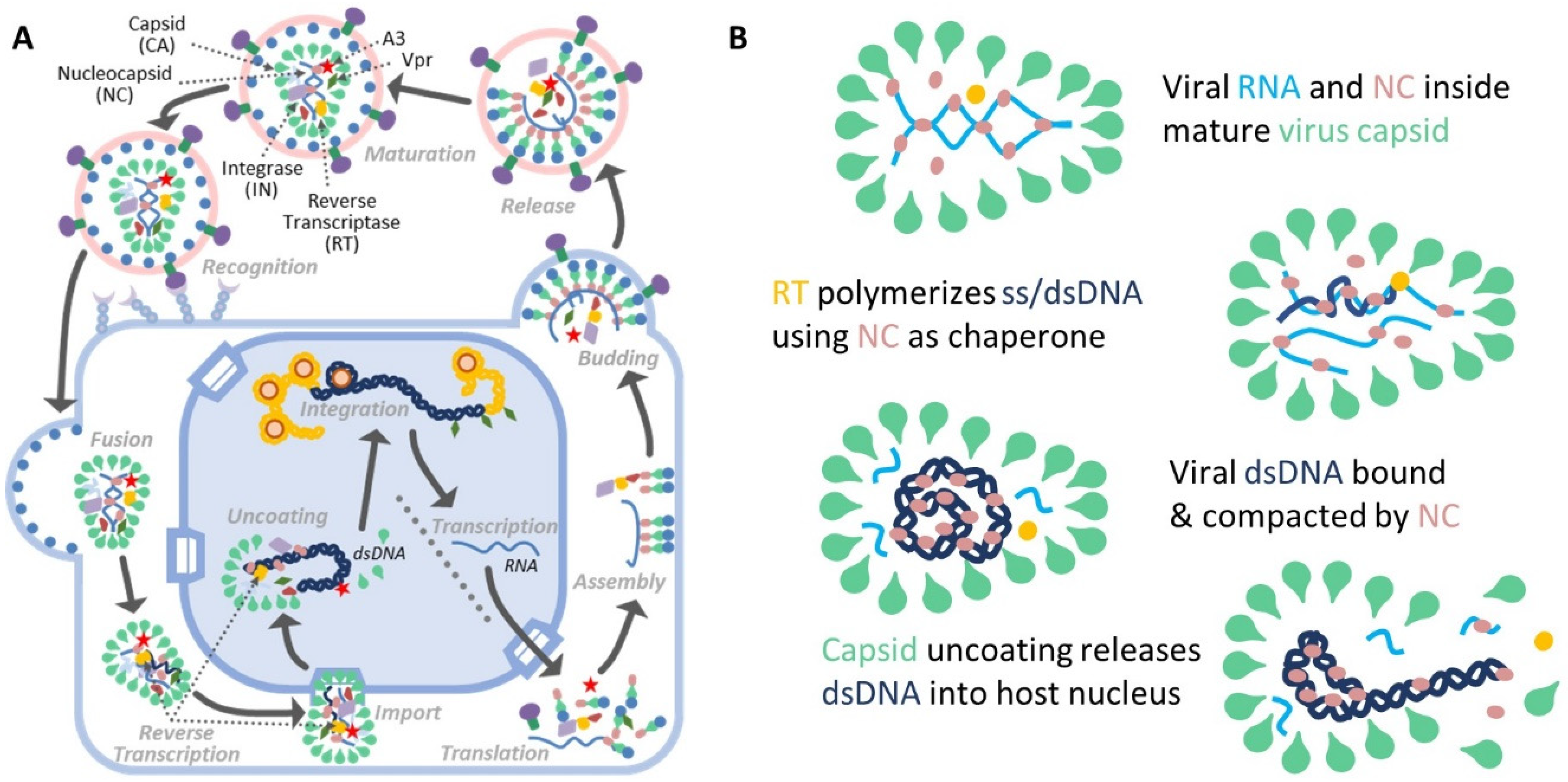 Viruses 14 00235 g001 Viruses 14 00235 g001