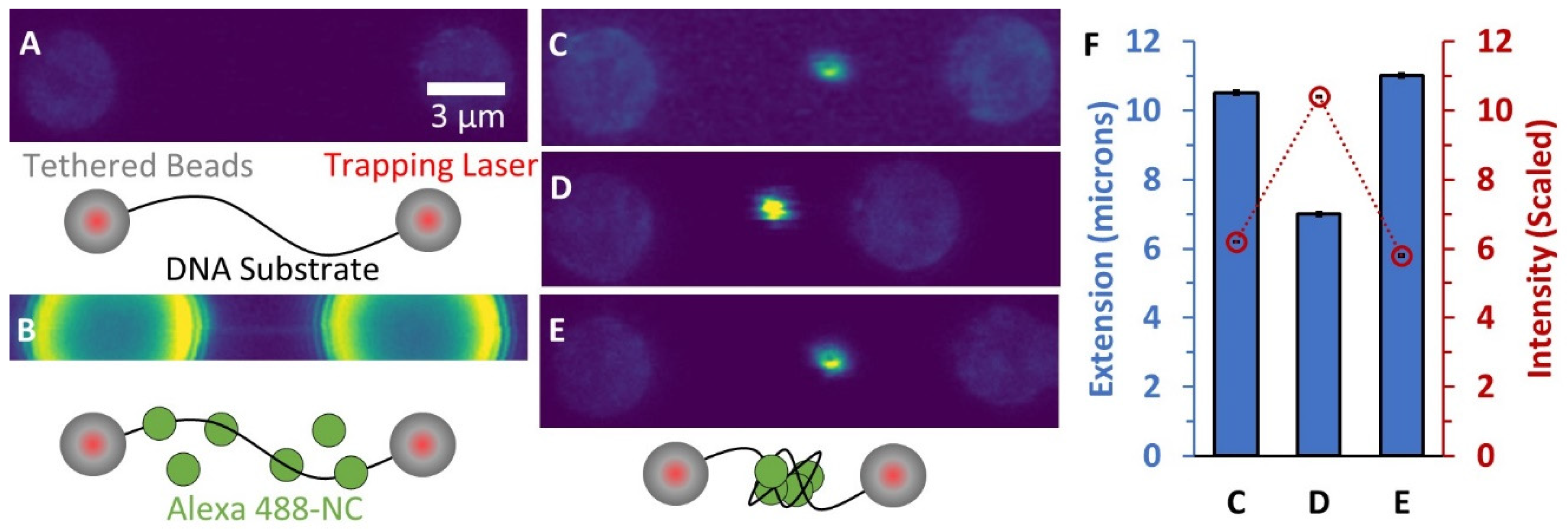 Viruses 14 00235 g002 Viruses 14 00235 g002