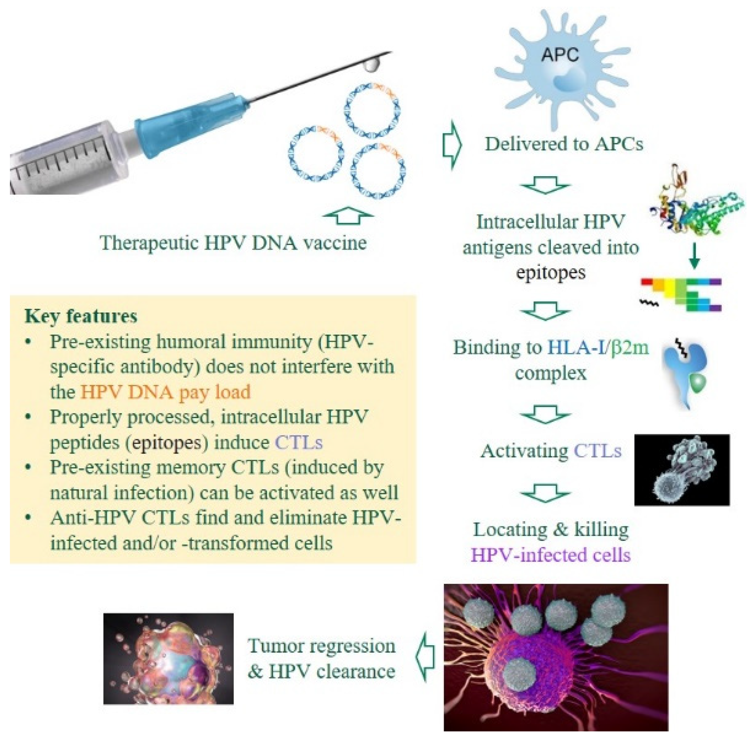 Viruses 14 00239 g002 Viruses 14 00239 g002