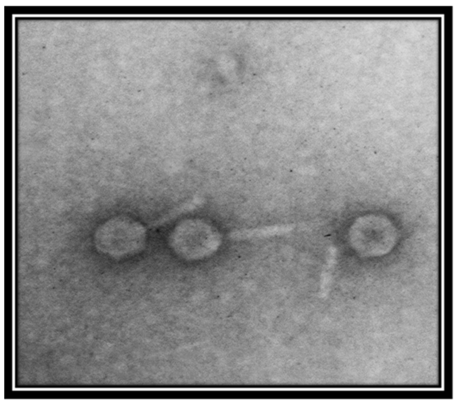 Viruses 14 00241 g002 Viruses 14 00241 g002