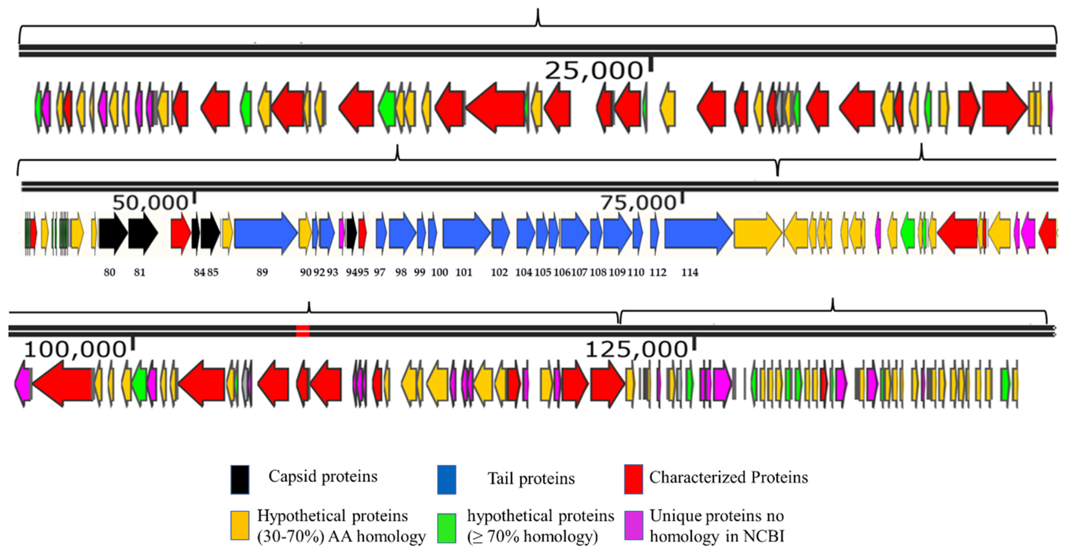 Viruses 14 00241 g003 Viruses 14 00241 g003
