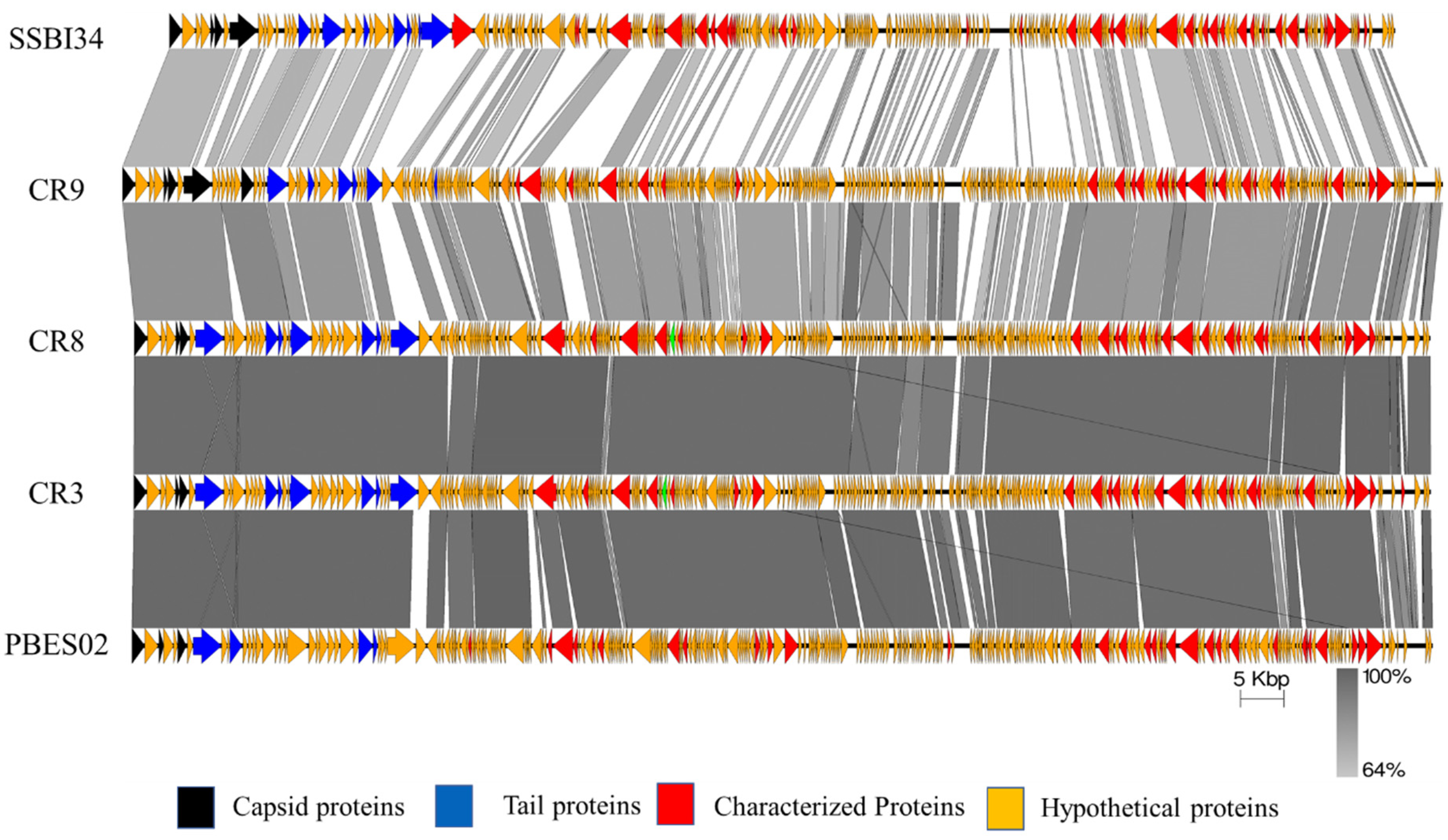Viruses 14 00241 g004 Viruses 14 00241 g004