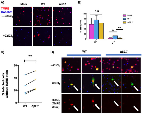 A Viral Long Non-Coding RNA Protects against Cell Death