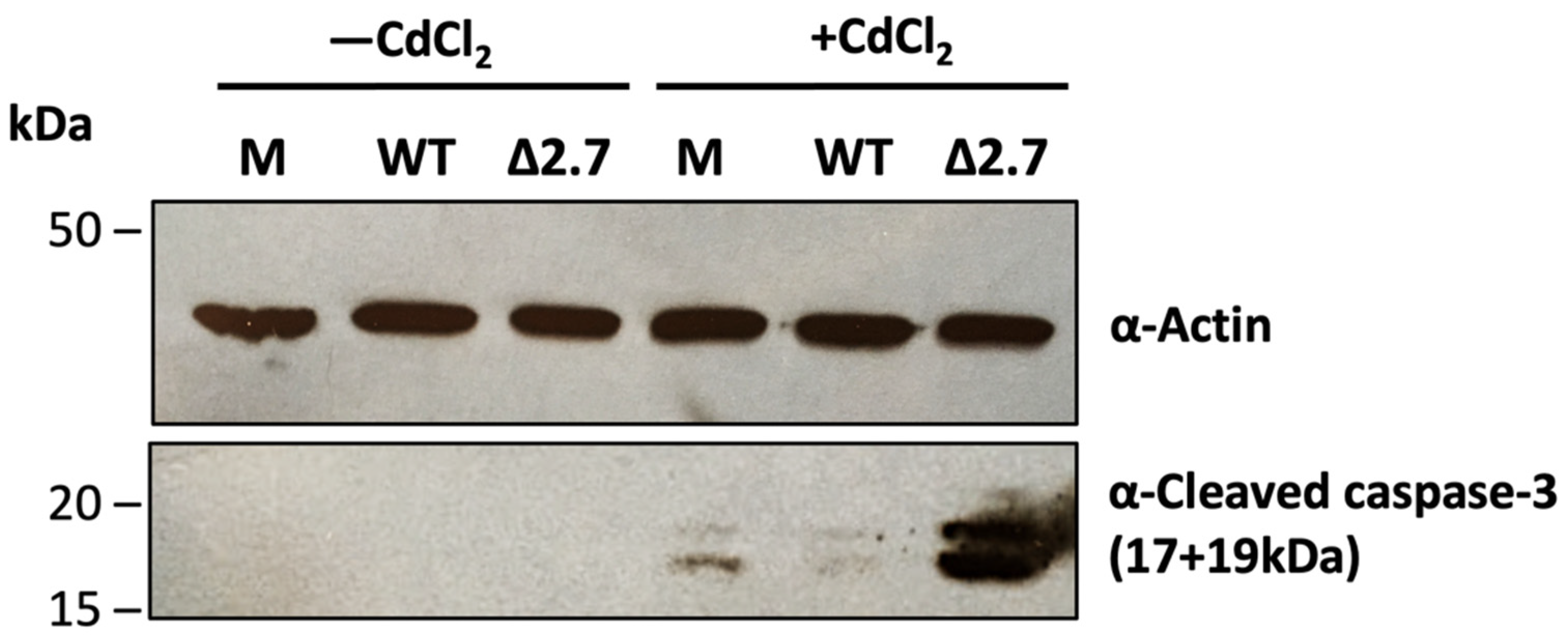 A Viral Long Non-Coding RNA Protects against Cell Death