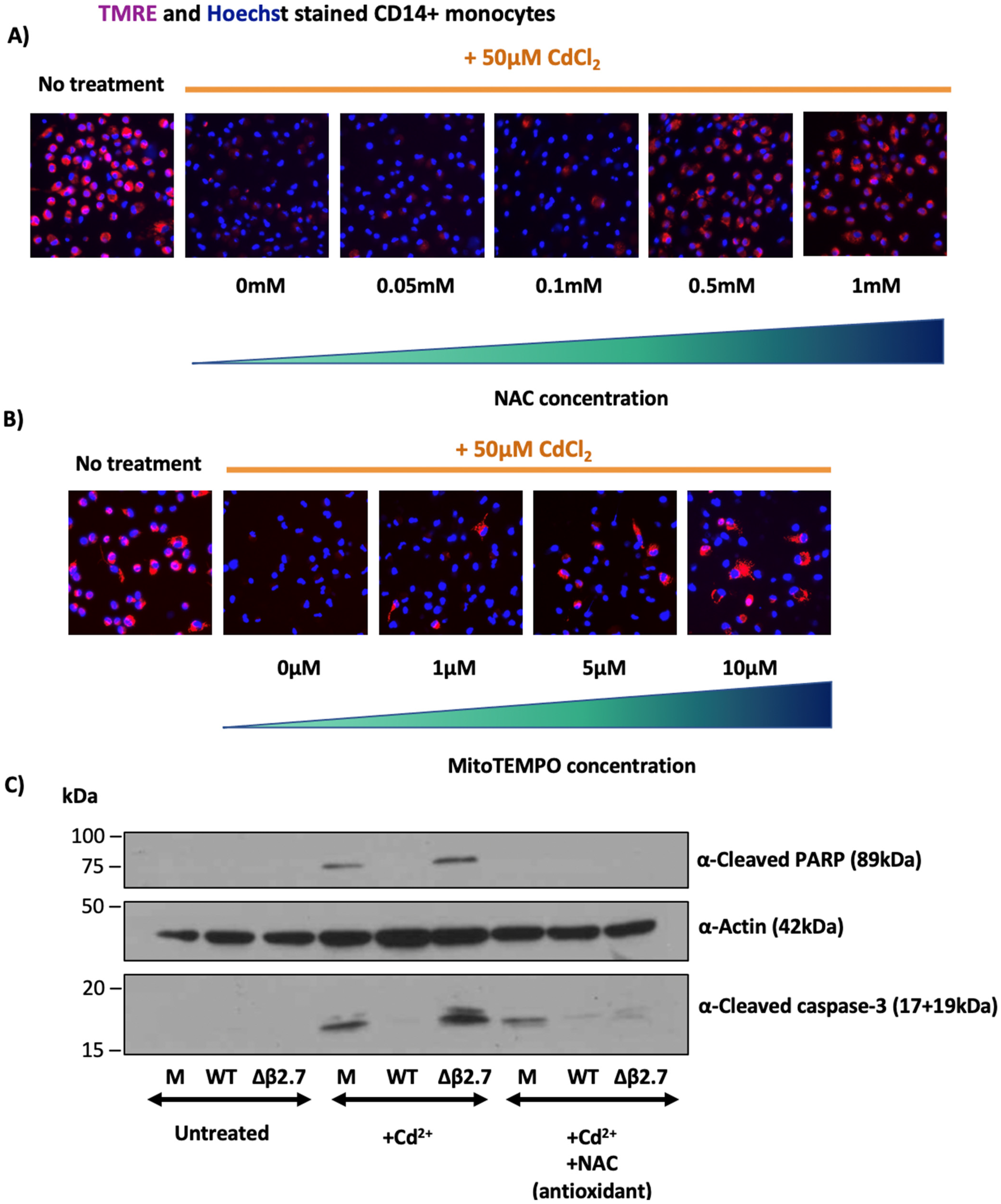 Viruses 14 00246 g005
