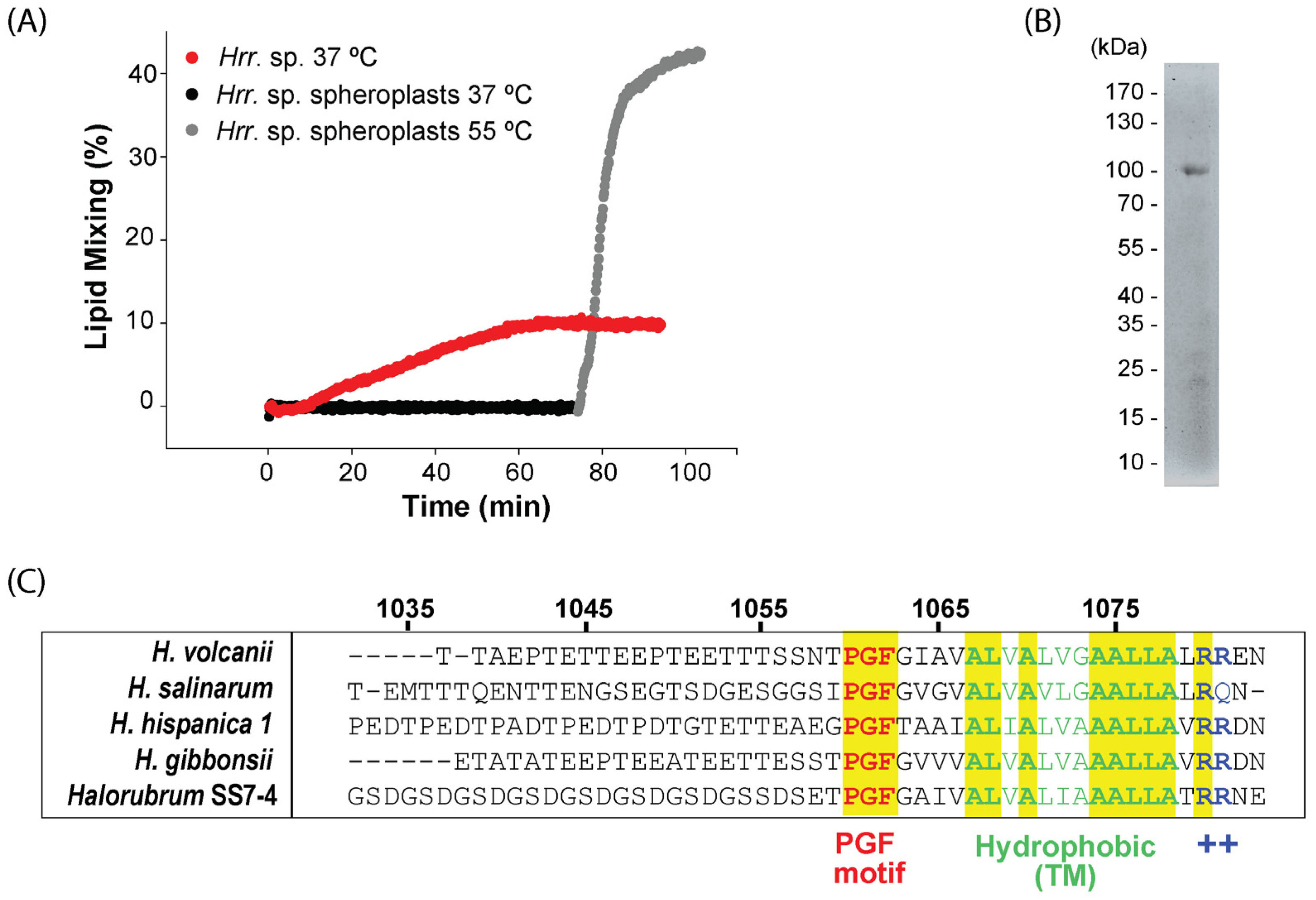 Viruses 14 00254 g001
