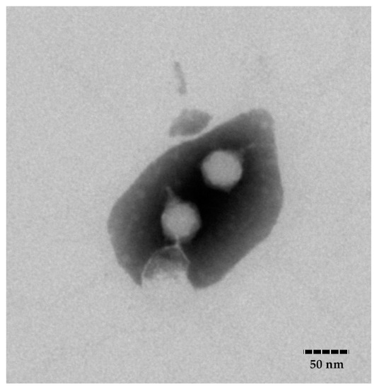 Characterization of the Novel Phage vB_VpaP_FE11 and Its