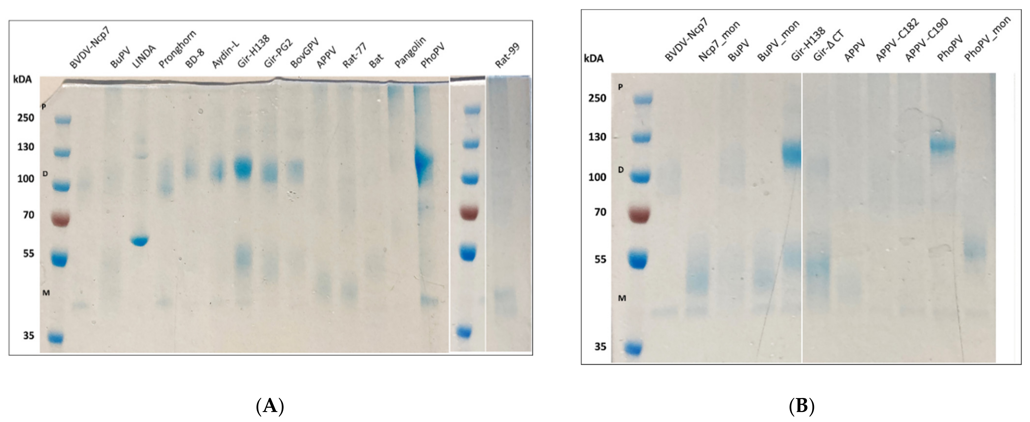 Viruses 14 00265 g002