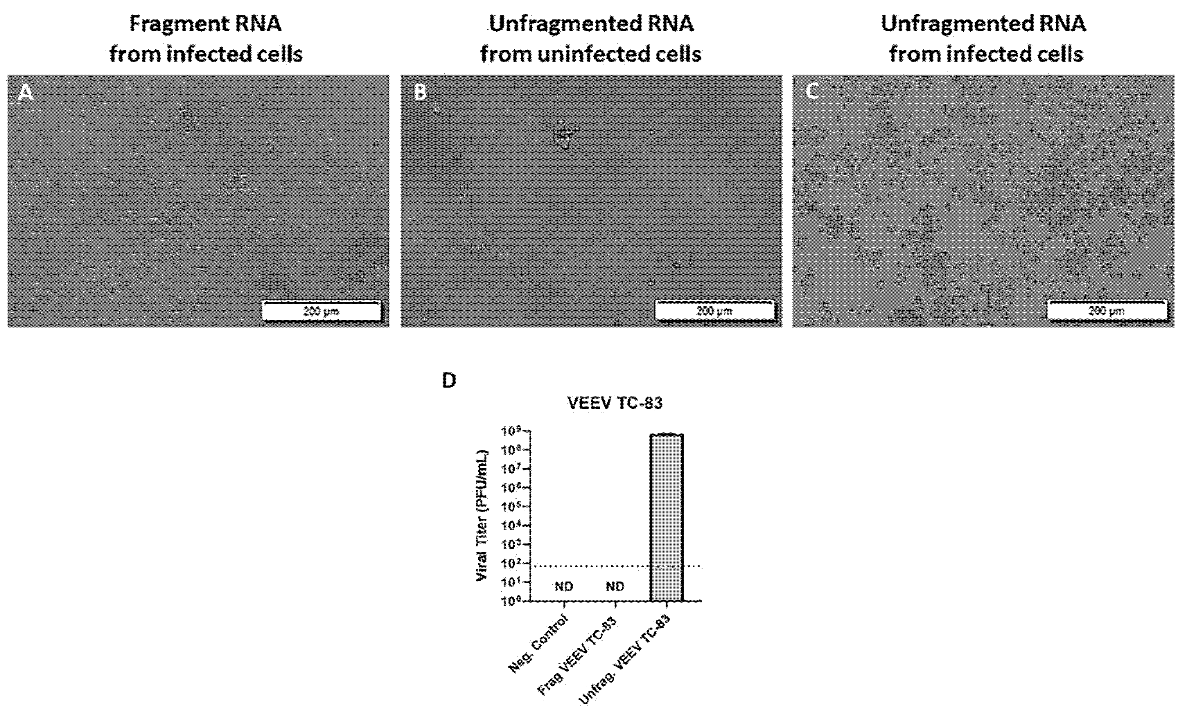 Viruses 14 00272 g001 550