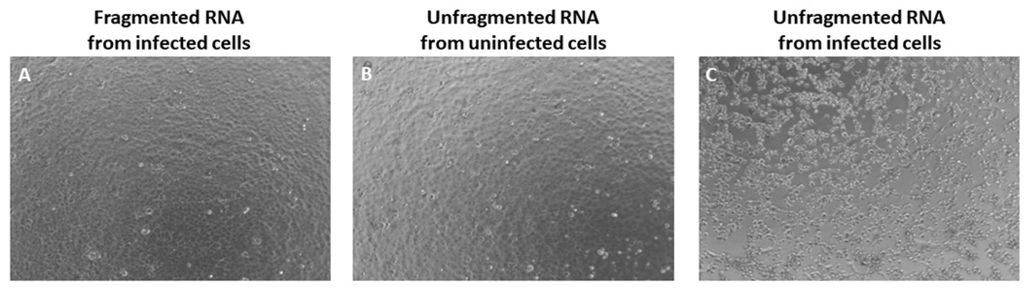 Viruses 14 00272 g002 550