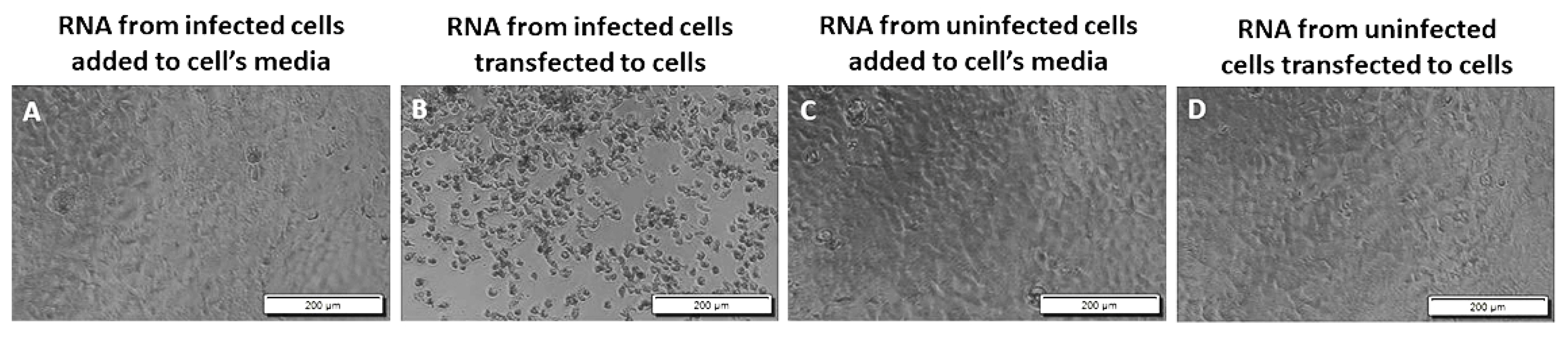 Viruses 14 00272 g005 550