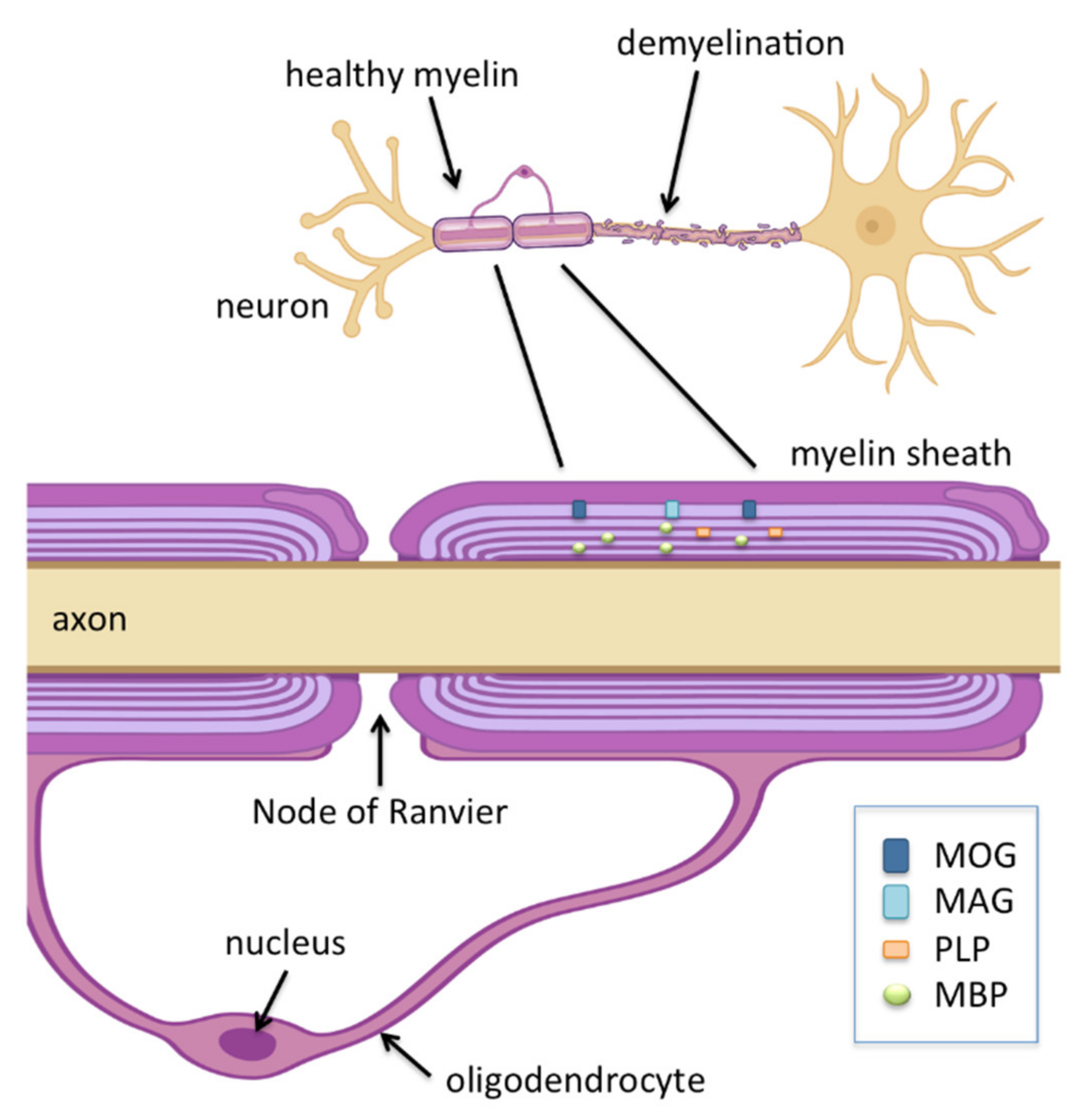 Viruses 14 00281 g002 Viruses 14 00281 g002