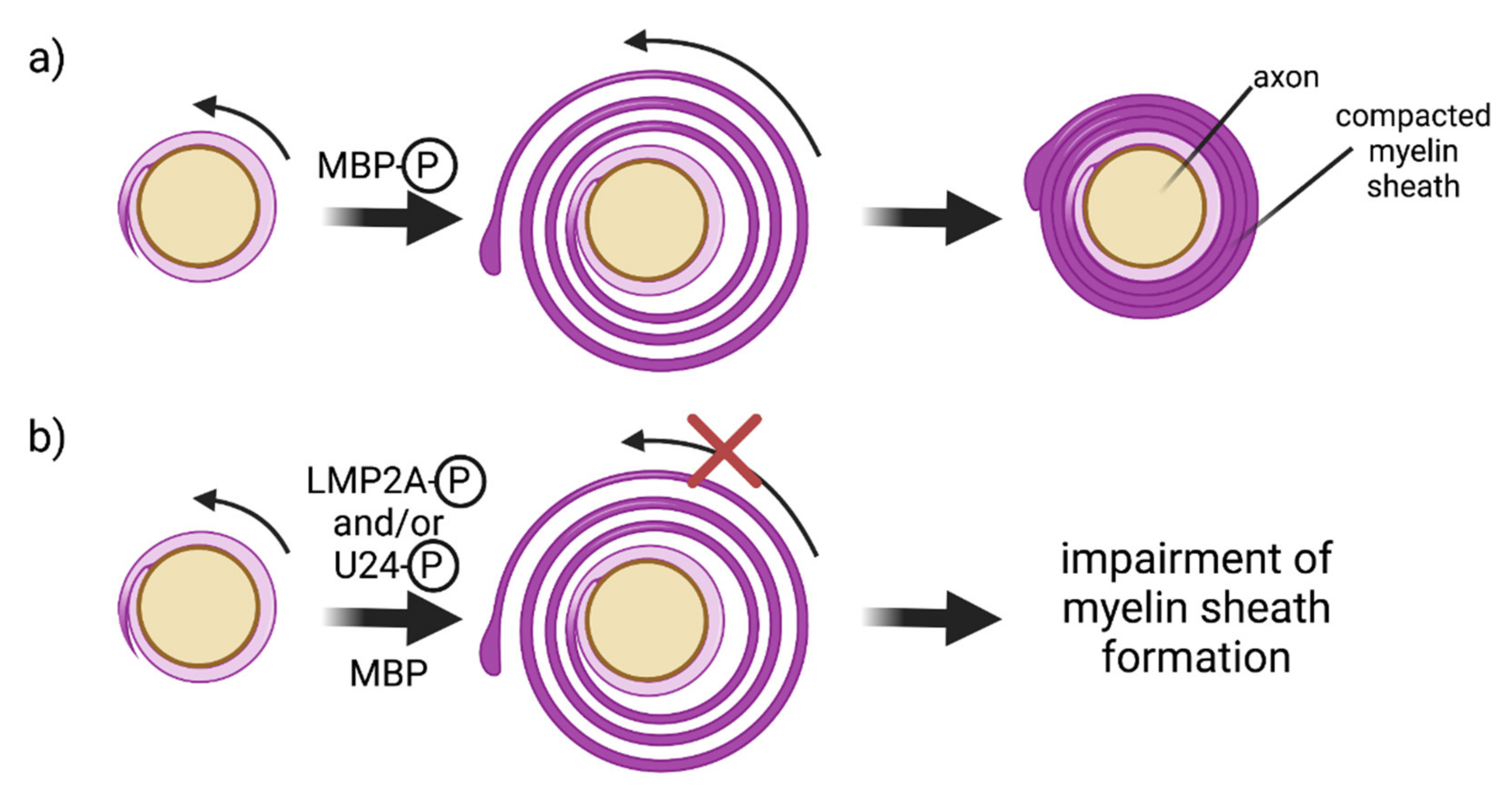 Viruses 14 00281 g003 Viruses 14 00281 g003