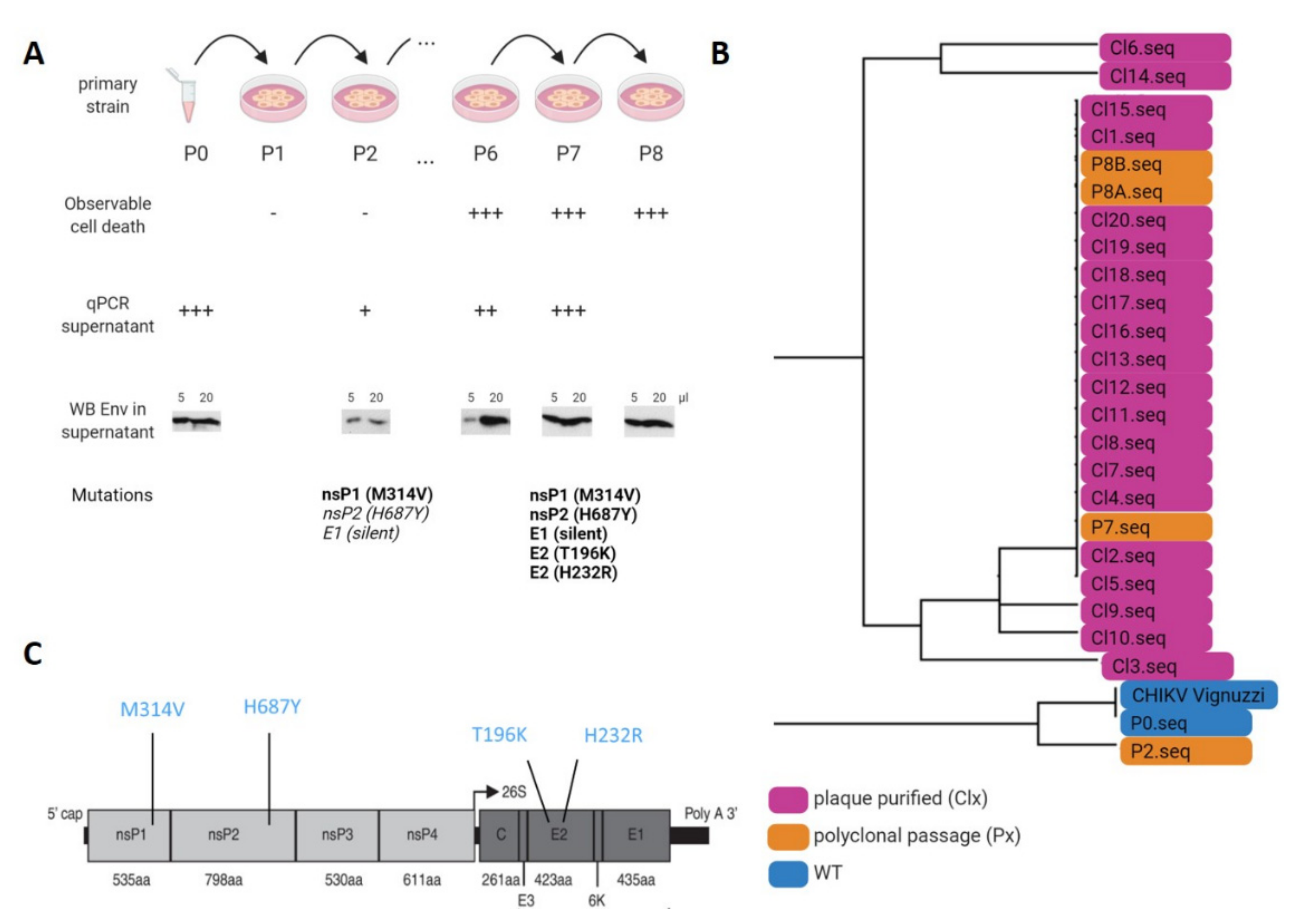Viruses 14 00282 g002 550