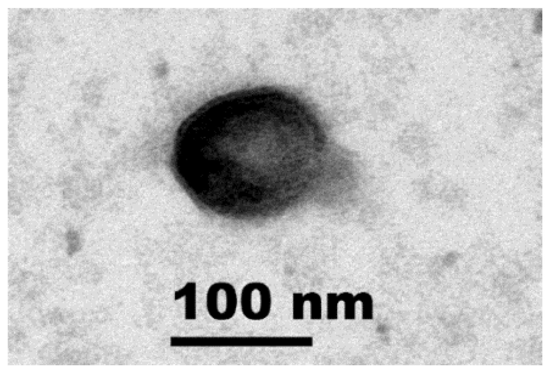 Viruses 14 00283 g001