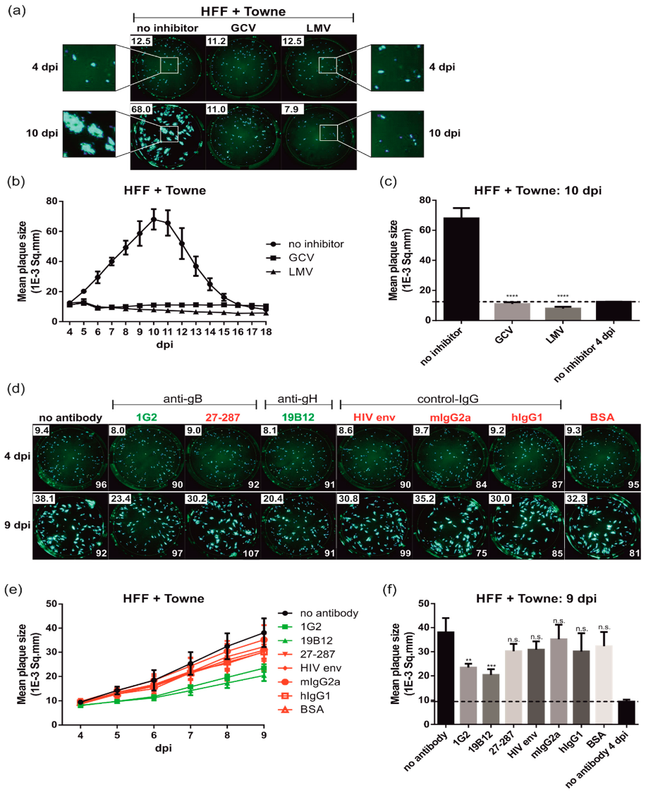 Viruses 14 00284 g001