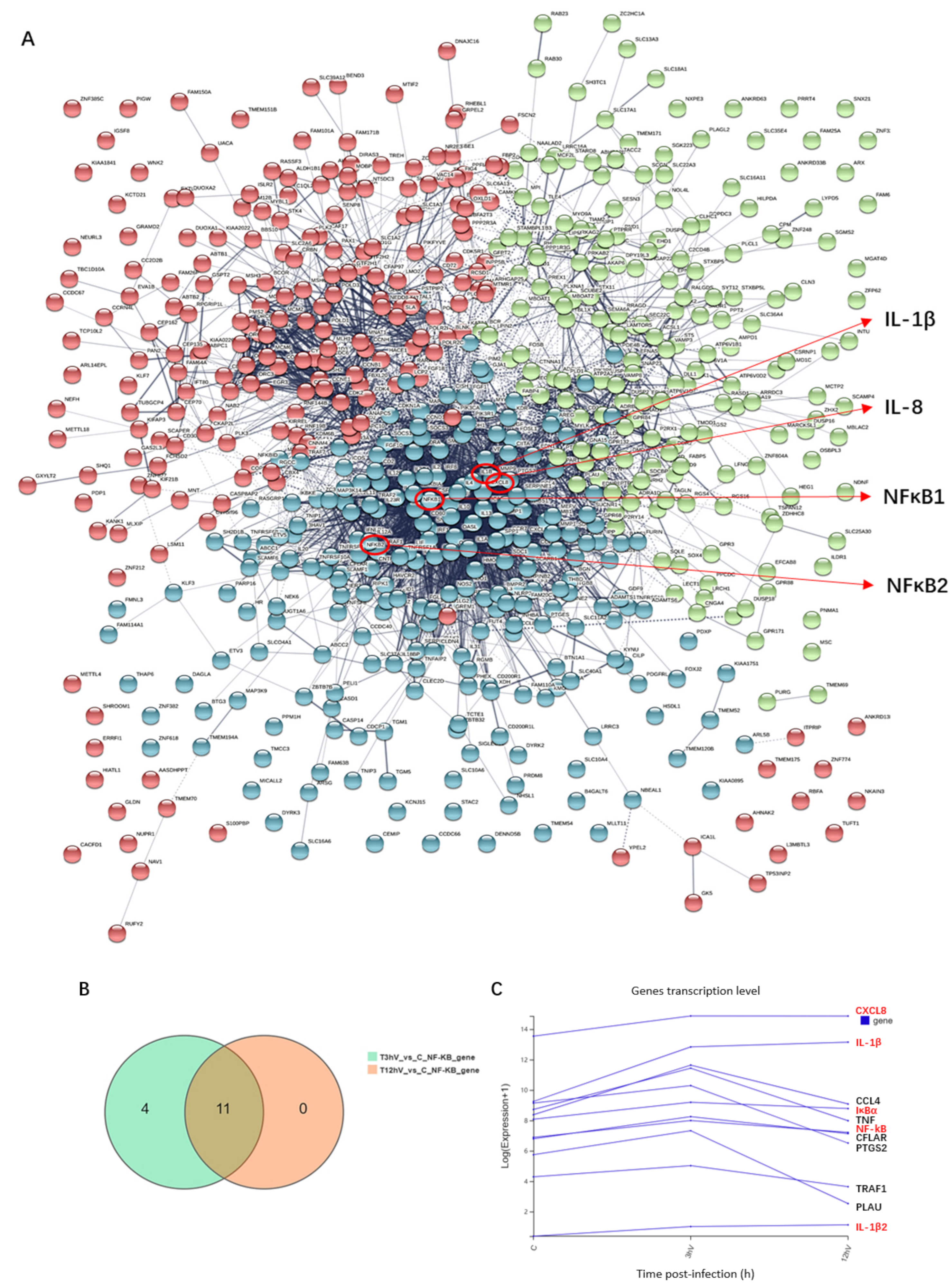 Viruses 14 00297 g004