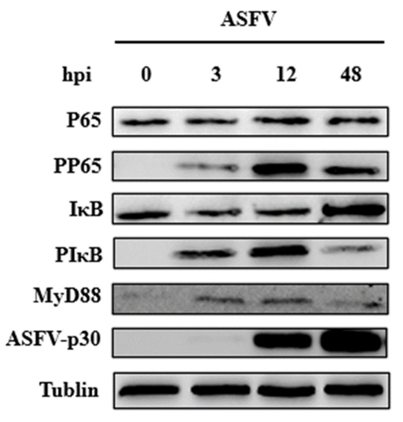 Viruses 14 00297 g005