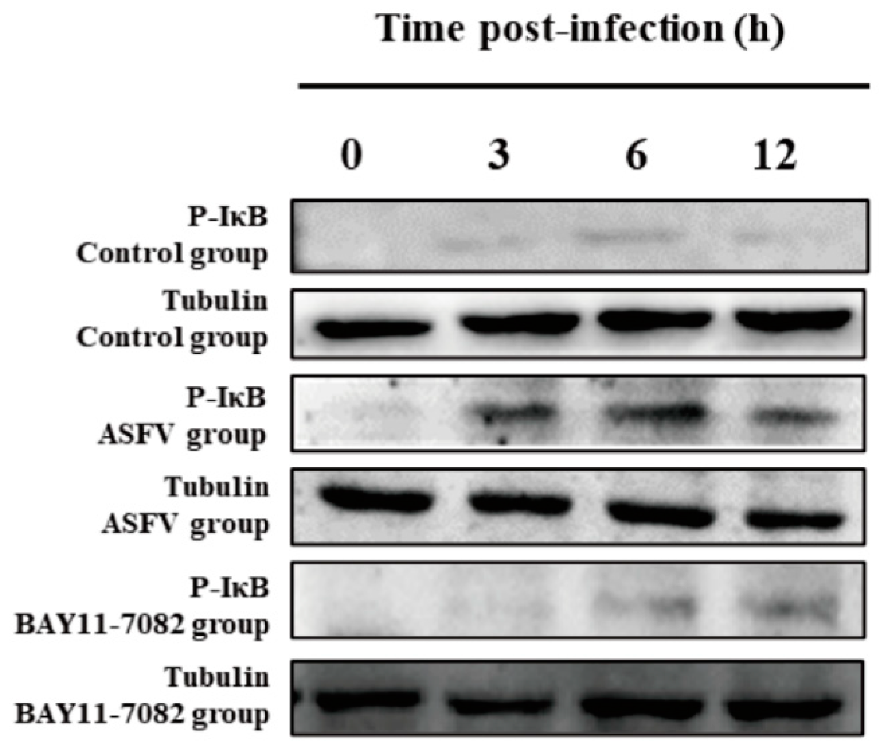 Viruses 14 00297 g007
