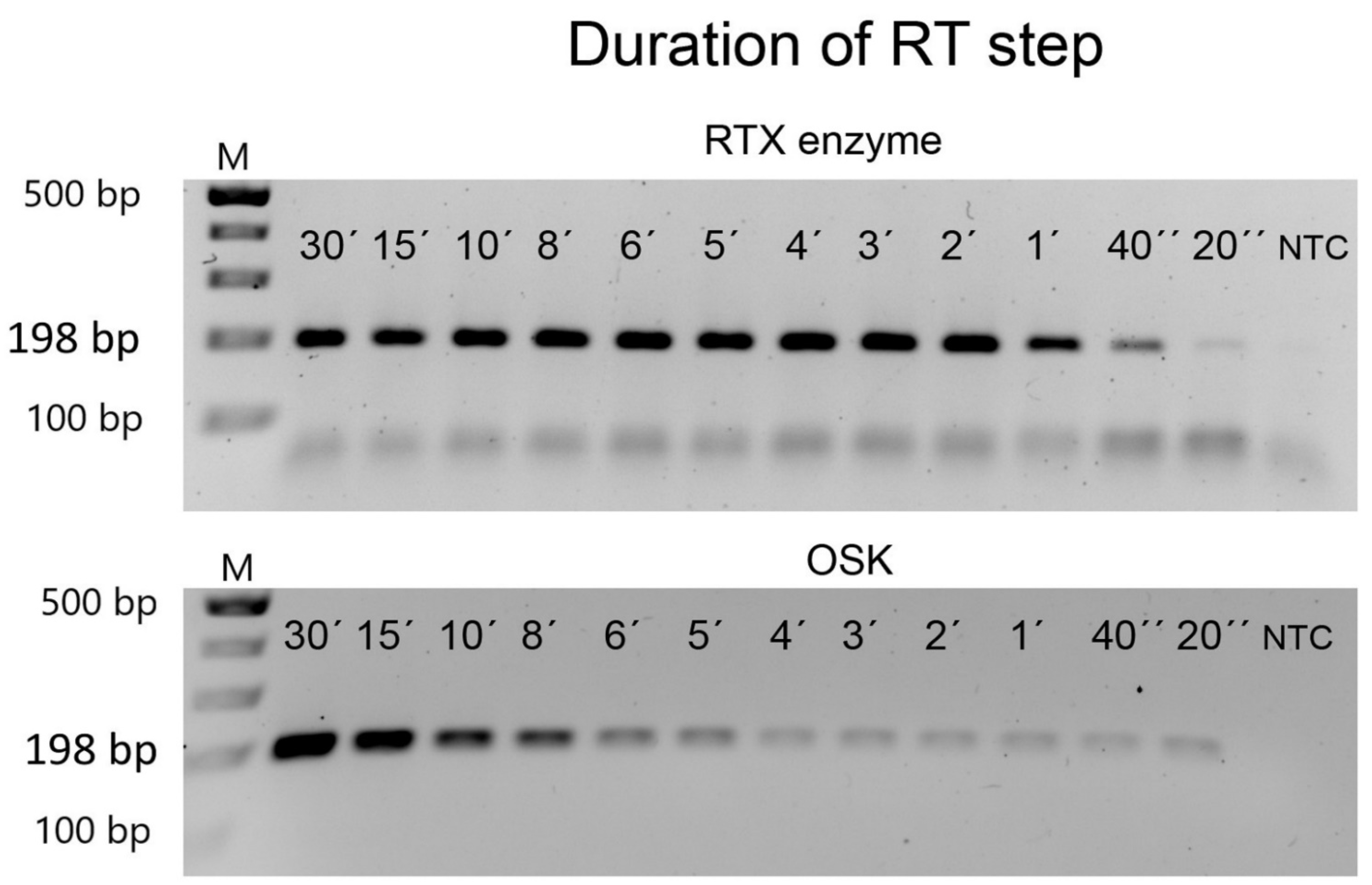 Viruses 14 00298 g004 Viruses 14 00298 g004
